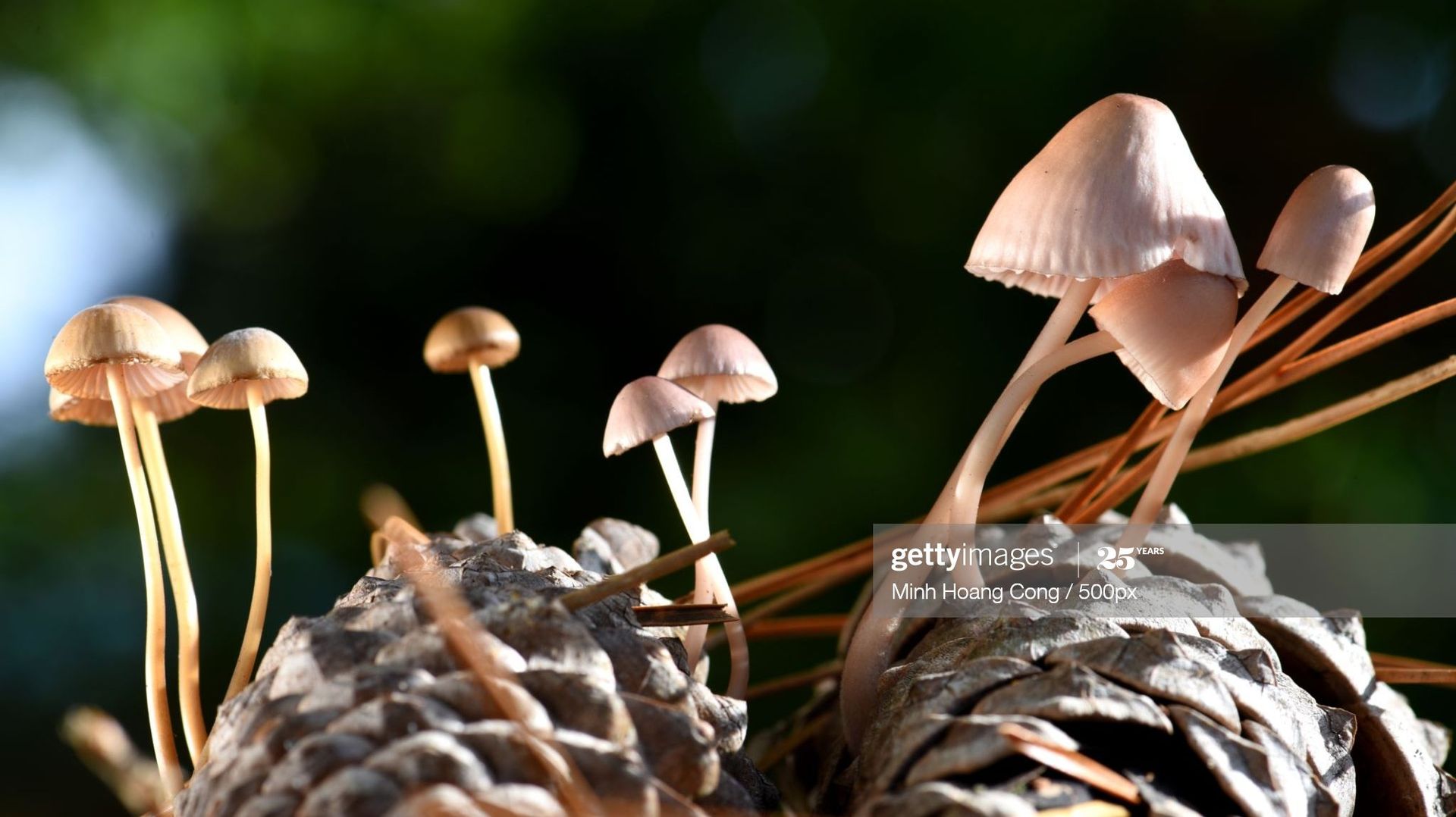 Le rôle primordial du champignon dans le monde végétal
