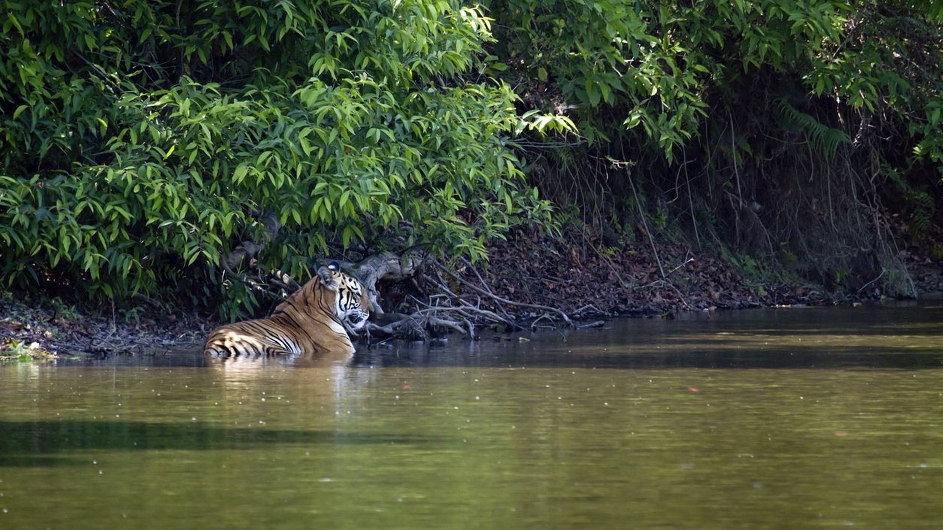 plus-de-2300-tigres-victimes-de-trafic-saisis-depuis-2000