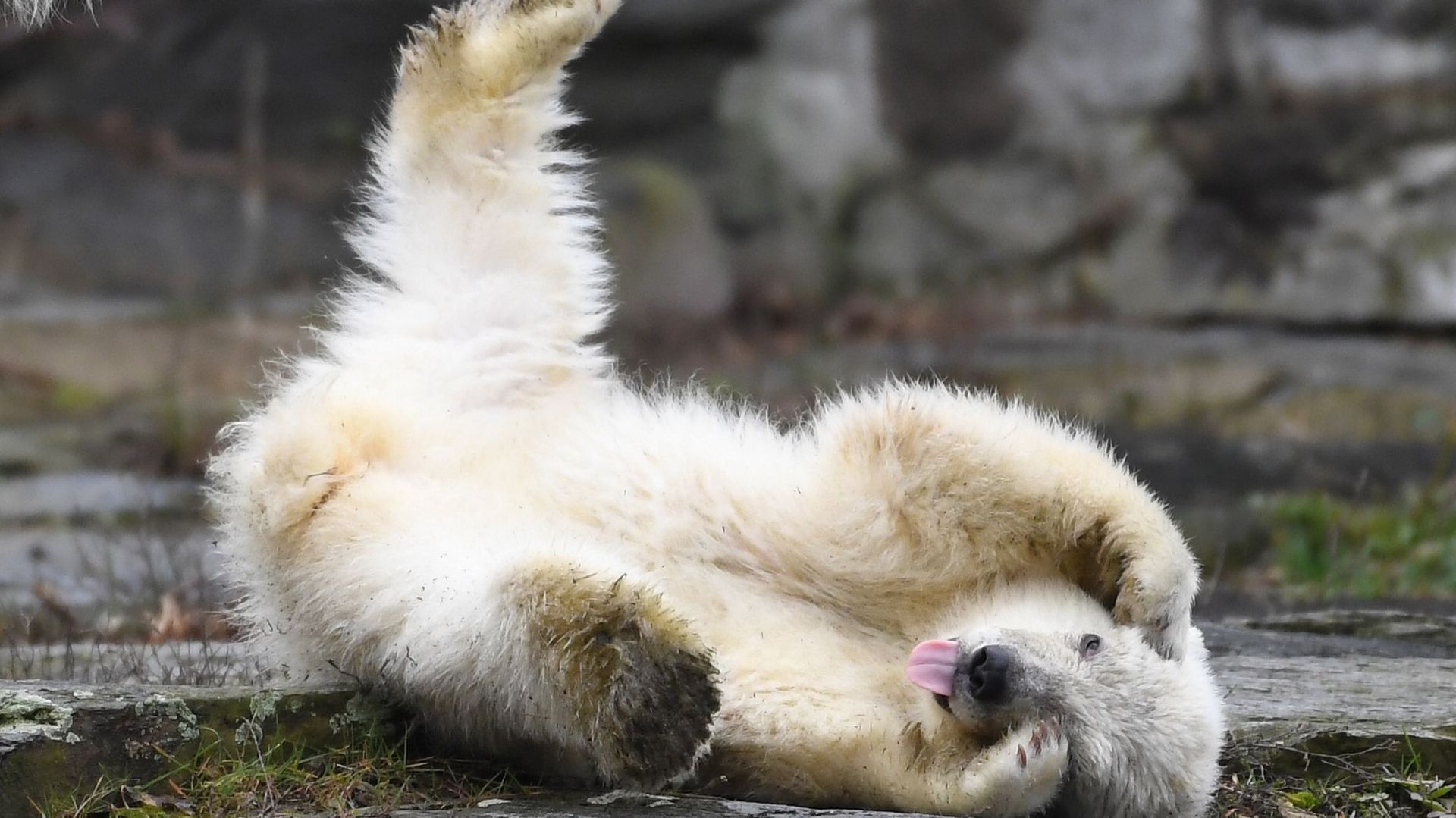 Un ourson polaire présenté au public en mars 2019 au zoo berlinois de Tierpark