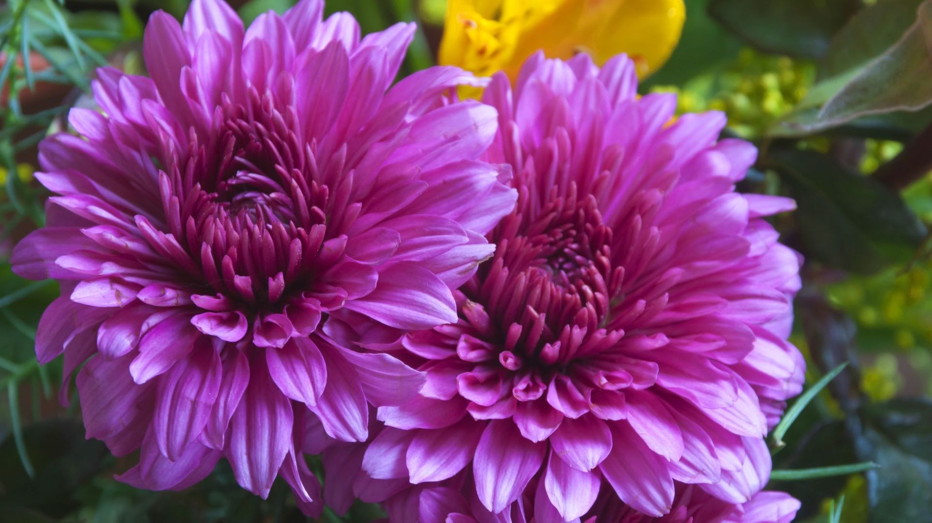 Les chrysanthèmes, ce n'est pas que les pomponettes !