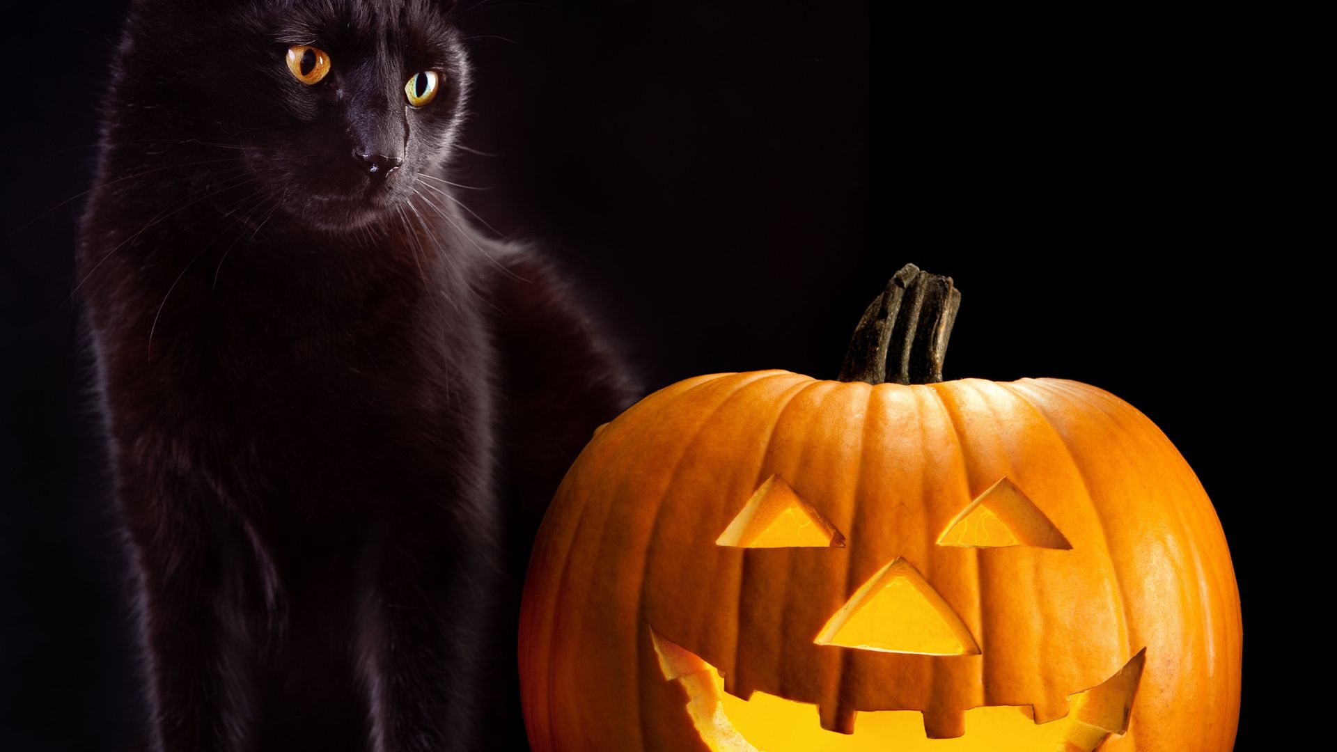 À Terrassa (Espagne), interdiction d’adopter un chat noir aux alentours d’Halloween