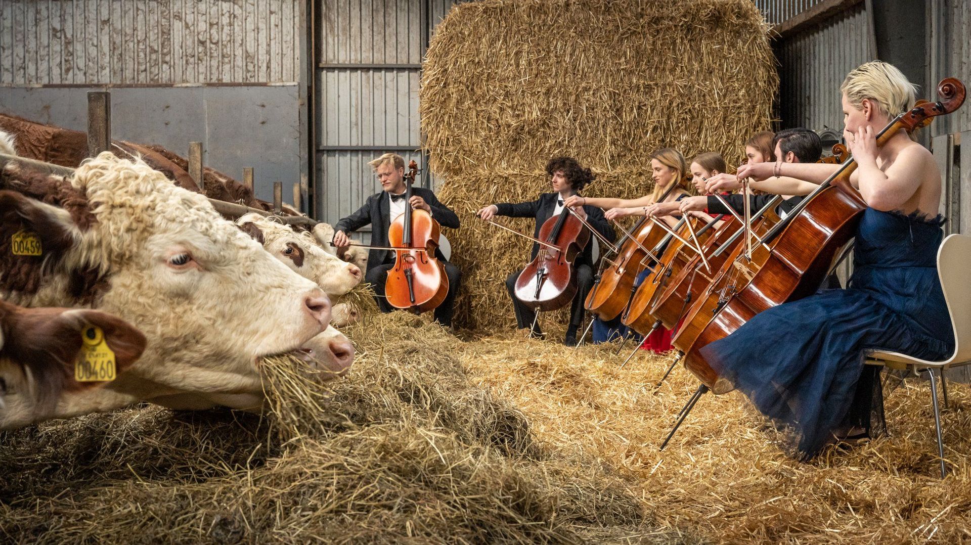 Récital pour cordes et bovins : quand des vaches sont élevées au son de la musique classique