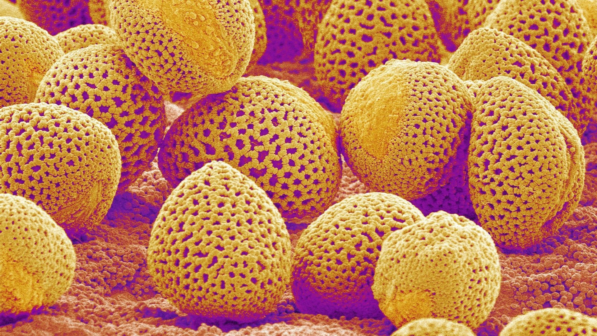 Les bienfaits du pollen - Apiculteur depuis 1921