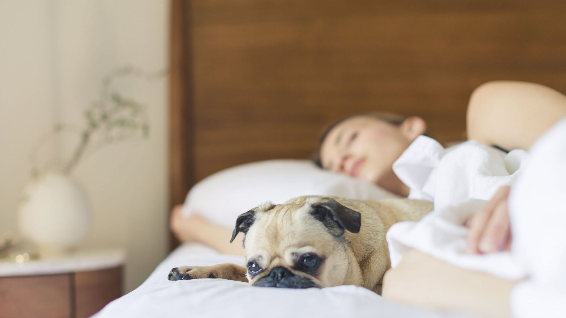 Les femmes qui dorment avec un chien auraient un meilleur sommeil que  celles qui dorment avec un homme - RTBF Actus