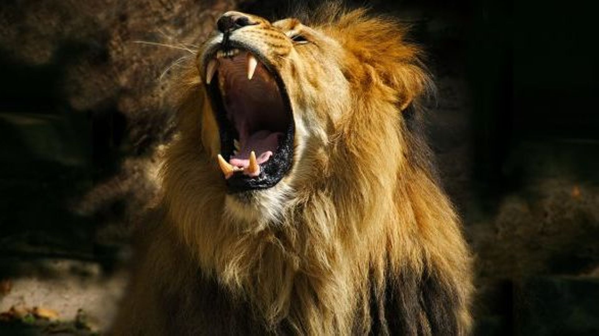 Afrique du Sud: le lion, un animal d'élevage comme les autres