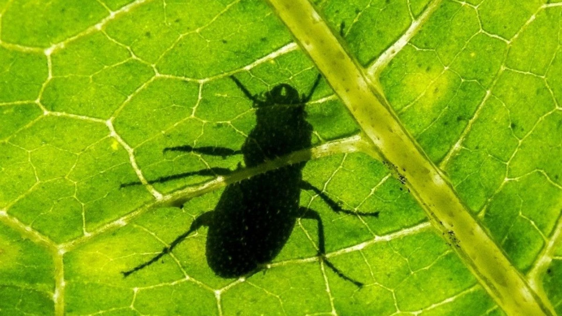 Les secrets du scarabée indestructible à la loupe.