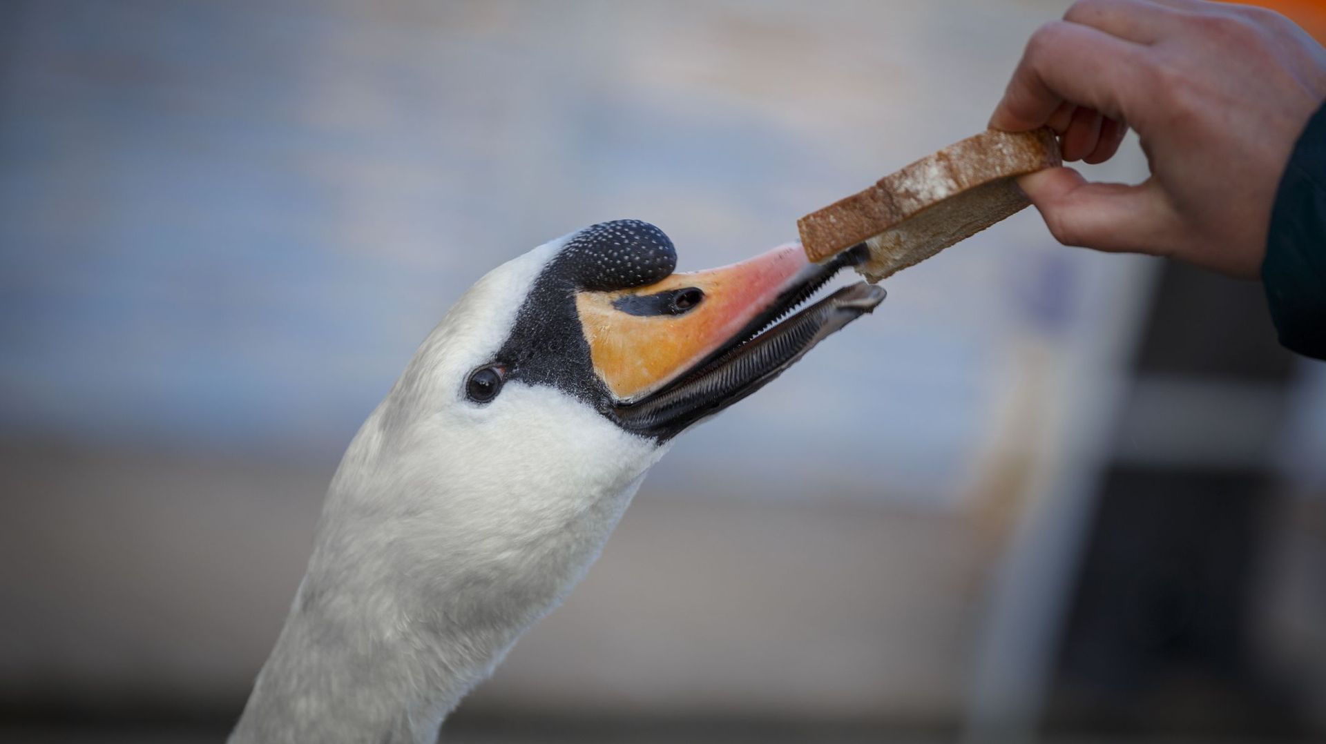 Les canards anglais meurent de faim parce qu'ils ne reçoivent plus de pain des passants