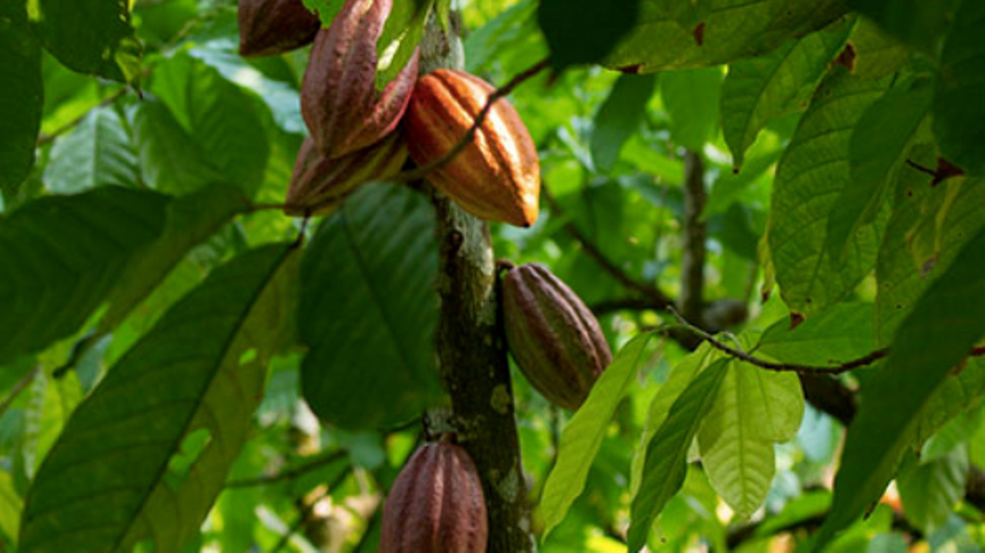 Le Club chocolatiers engagés soutient une production de cacao de qualité, respectueuse de l'environnement et des hommes et des femmes qui le produisent.