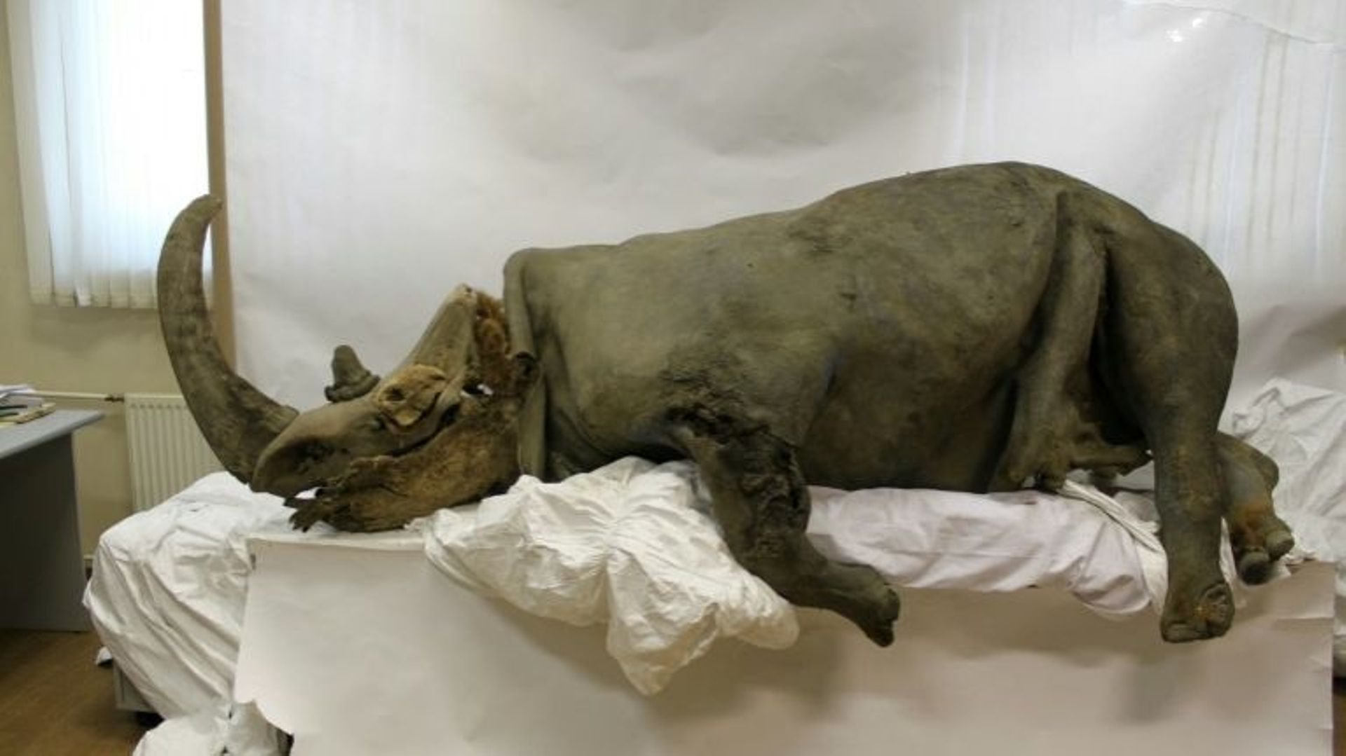 Un spécimen de rhinocéros laineux de la région de Kolyma. L'animal avait deux cornes.