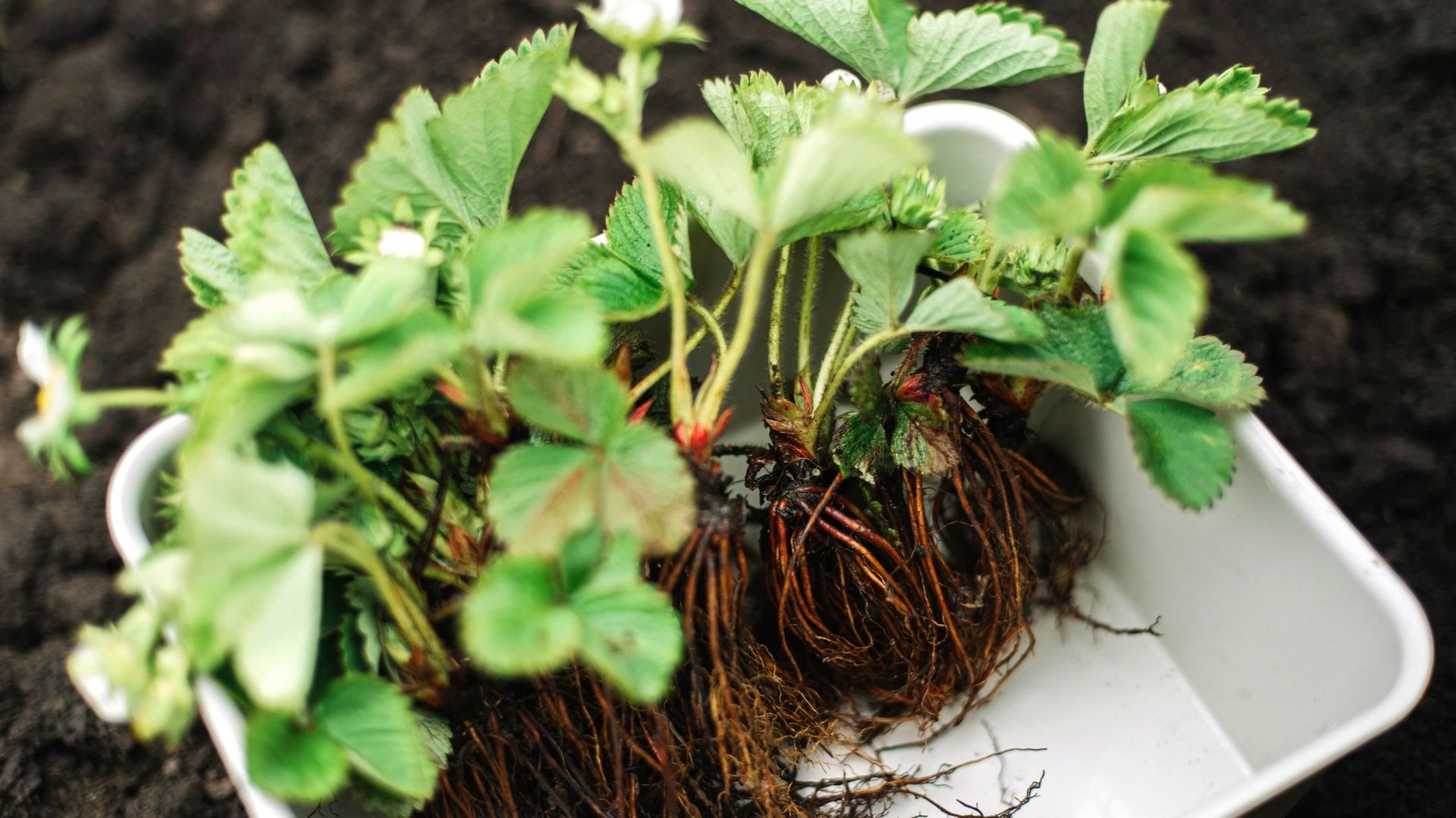 Sur commande, de jeunes fraisiers à racines nues sont disponibles en septembre pour la plantation. Ils formeront des plants vigoureux offrant une production abondante au printemps suivant.