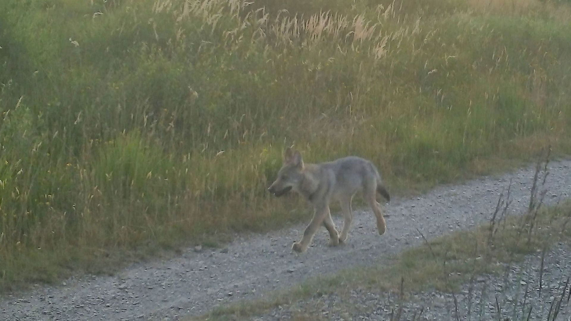 Une nouvelle meute de loups photographiée dans les Hautes Fagnes.