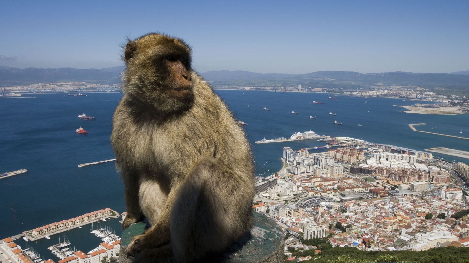 Plus de 300 macaques peuplent l’éperon rocheux de Gibraltar.