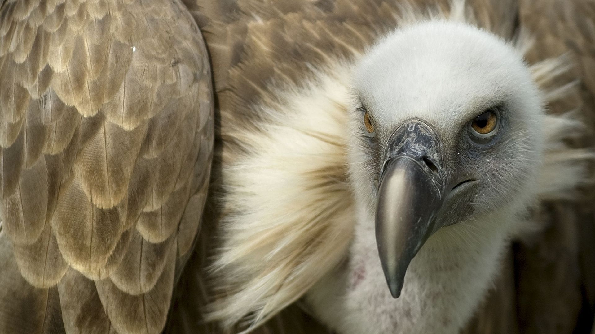 Les appâts empoisonnés ont presque décimé les vautours fauves.