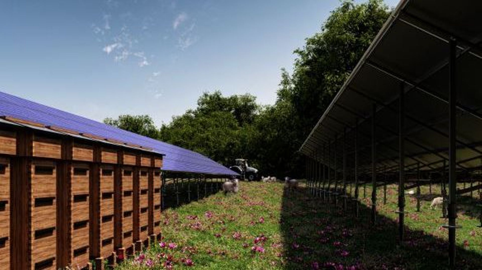 300 brebis pourraient bientôt pâturer sous 20.000 panneaux photovoltaïques.