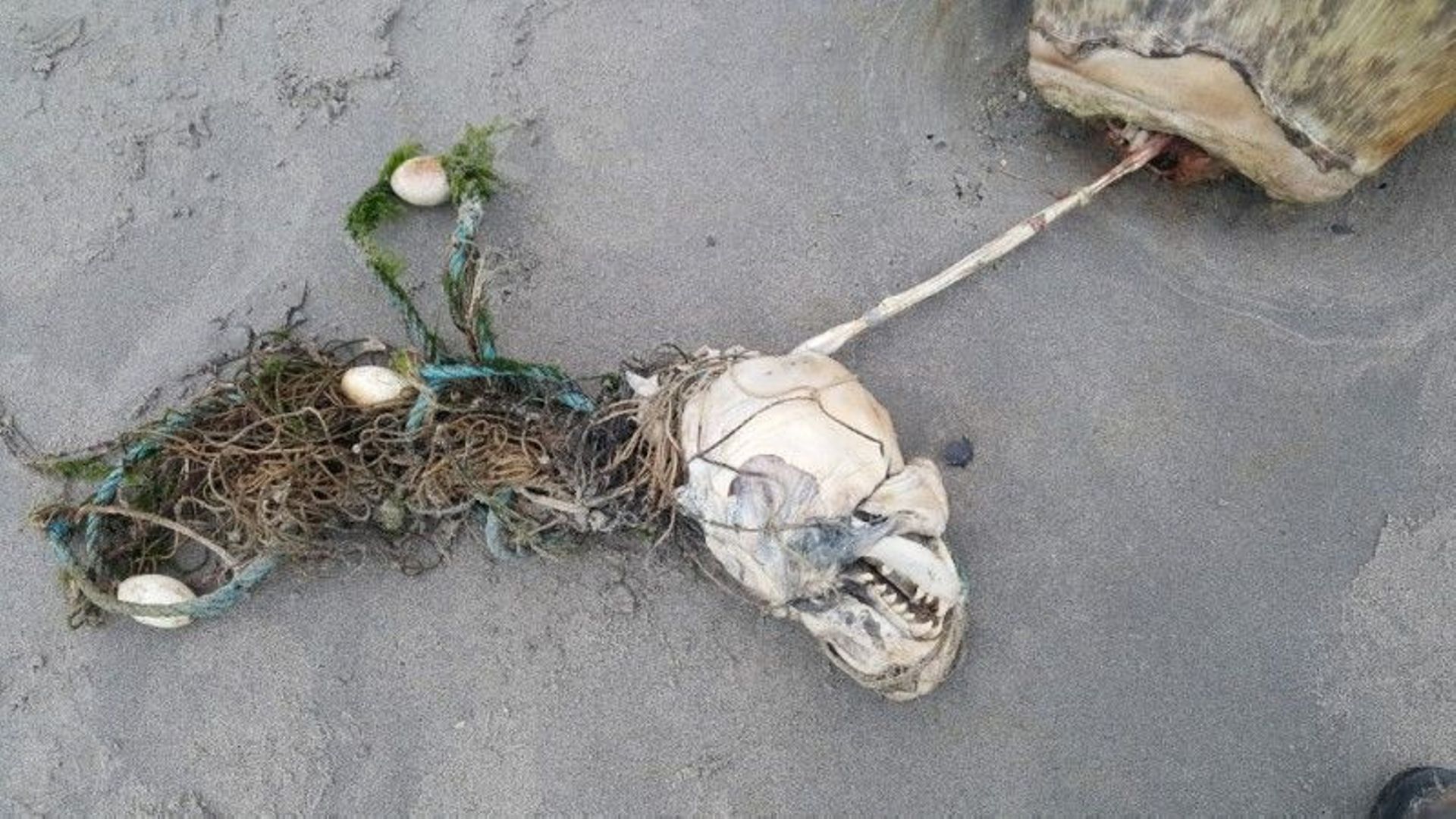 Frisbee, filet de pêche: trois phoques découverts morts en une semaine aux Pays-Bas à cause de débris humains