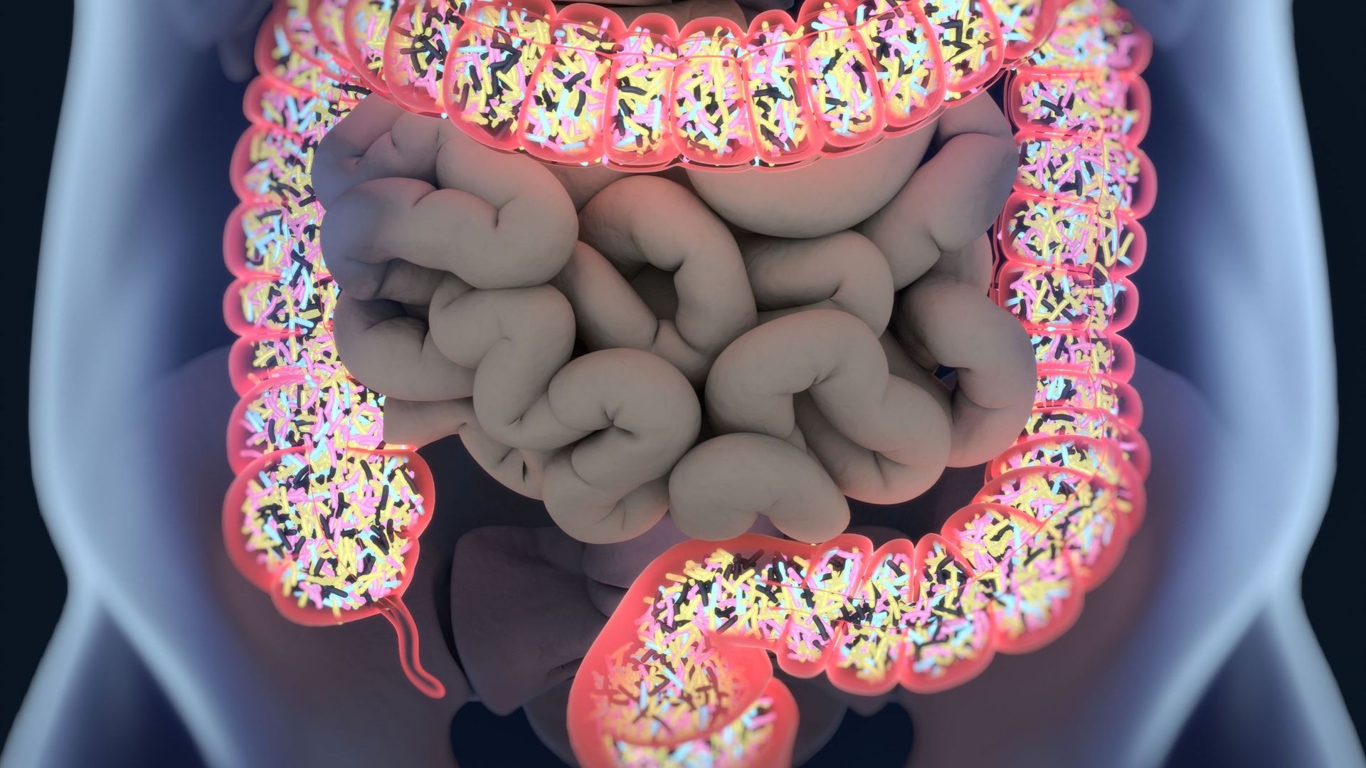 Le microbiote intestinal : un acteur-clé de notre santé ?