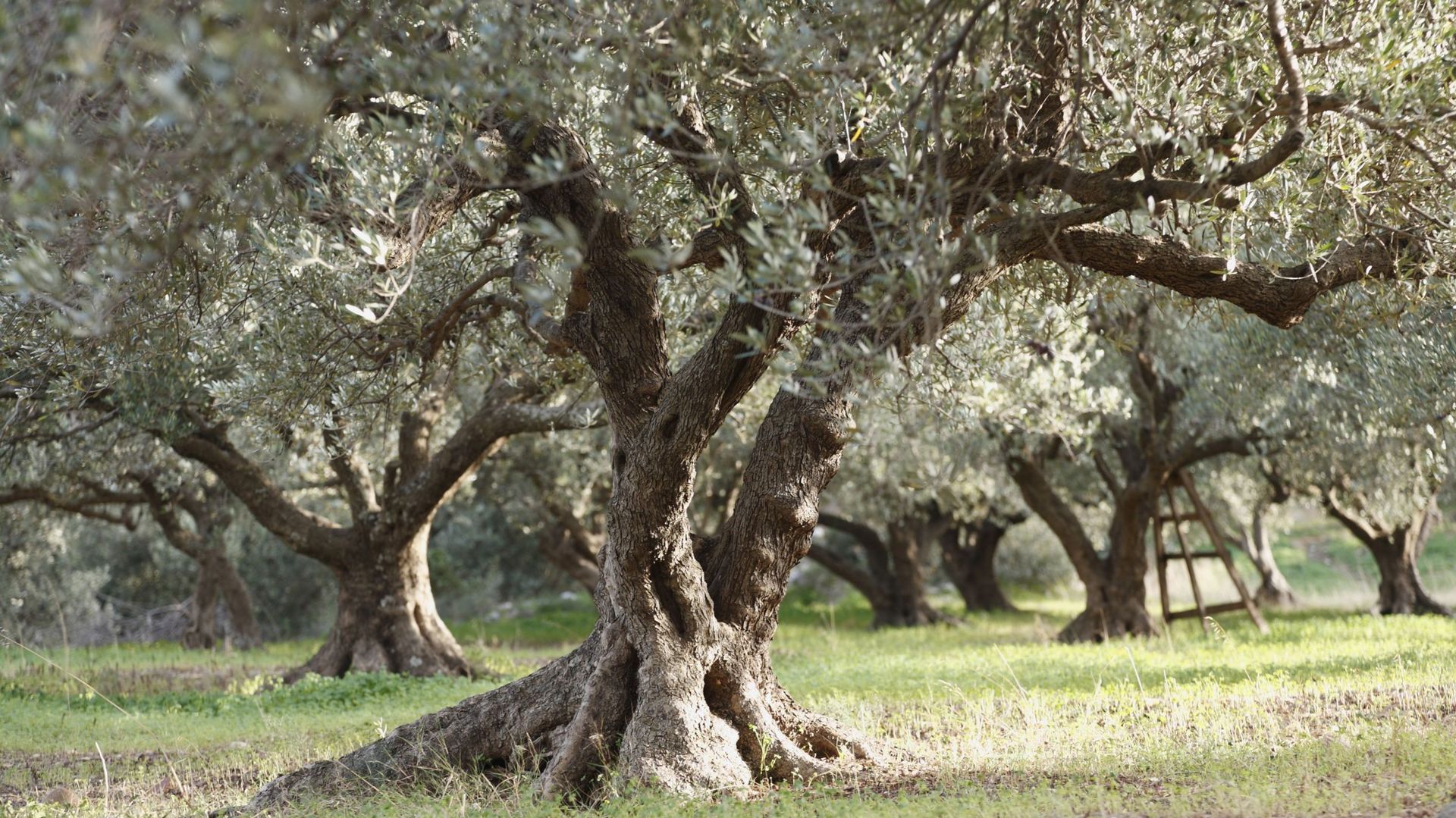 Dans le Midi, la production d’olives est en croissance. Non seulement de nouveaux champs d’oliviers sont créés, mais des particuliers prennent aussi soin de vieux arbres présents sur leurs terrains et en plantent de plus jeunes.