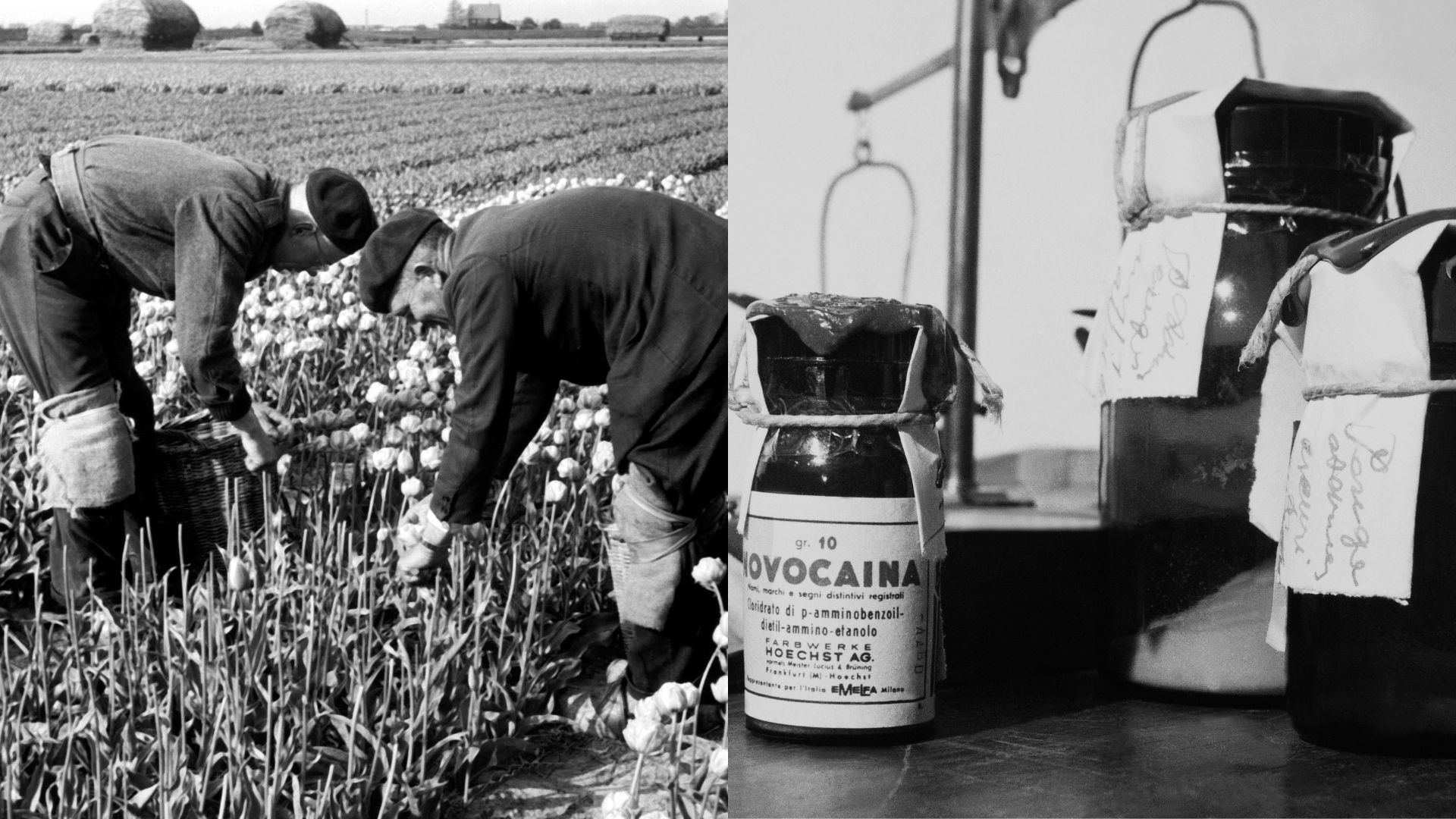 Comment les Pays-Bas sont-ils passés de la culture des tulipes au narcotrafic ?