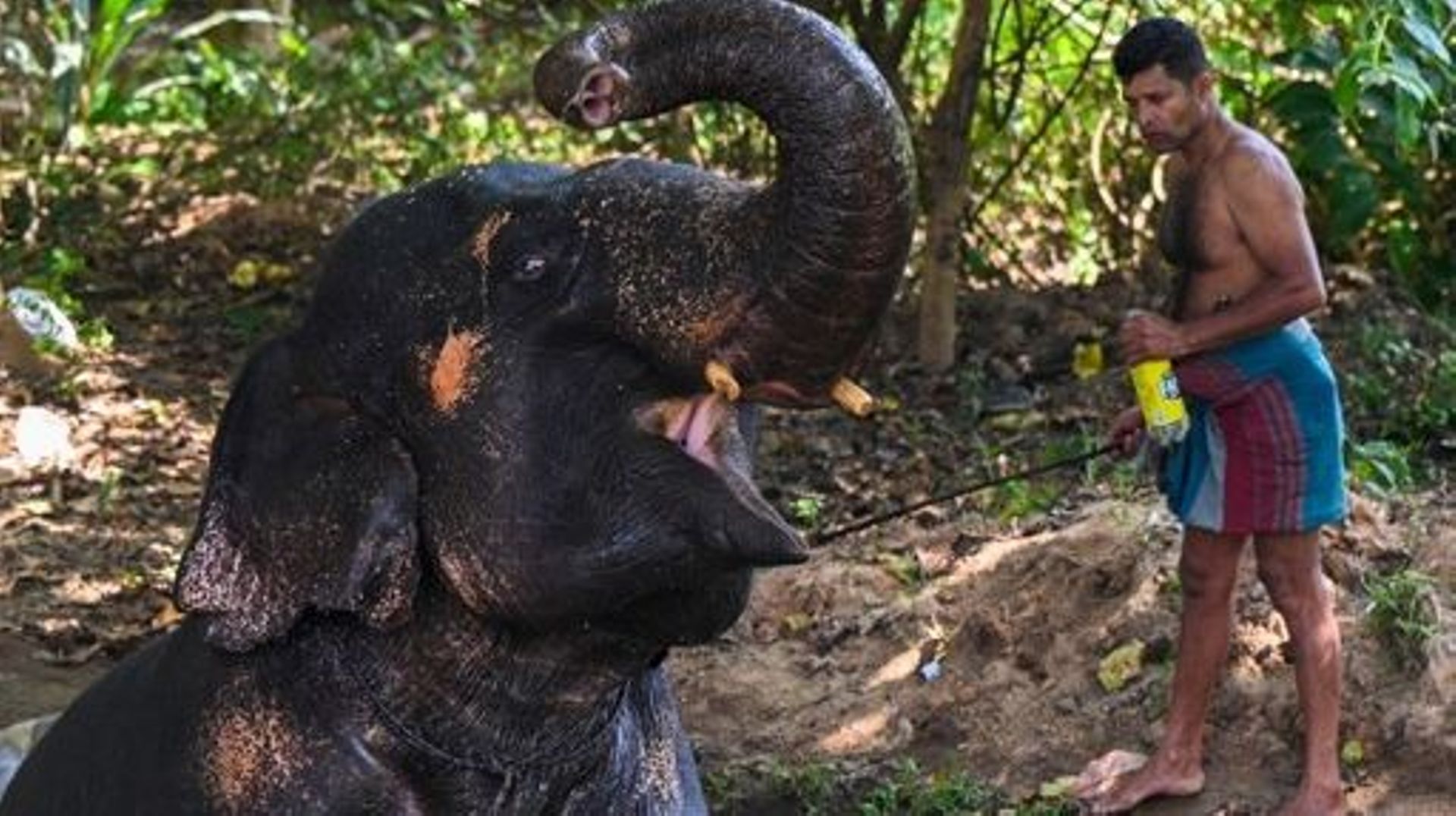 A mahout prepares to bathe an elephant near a fountain in a public park ahead of the annual Perahera festival at the Kelaniya Buddhist temple in Kelaniya on January 4, 2023.  Ishara S. KODIKARA / AFP