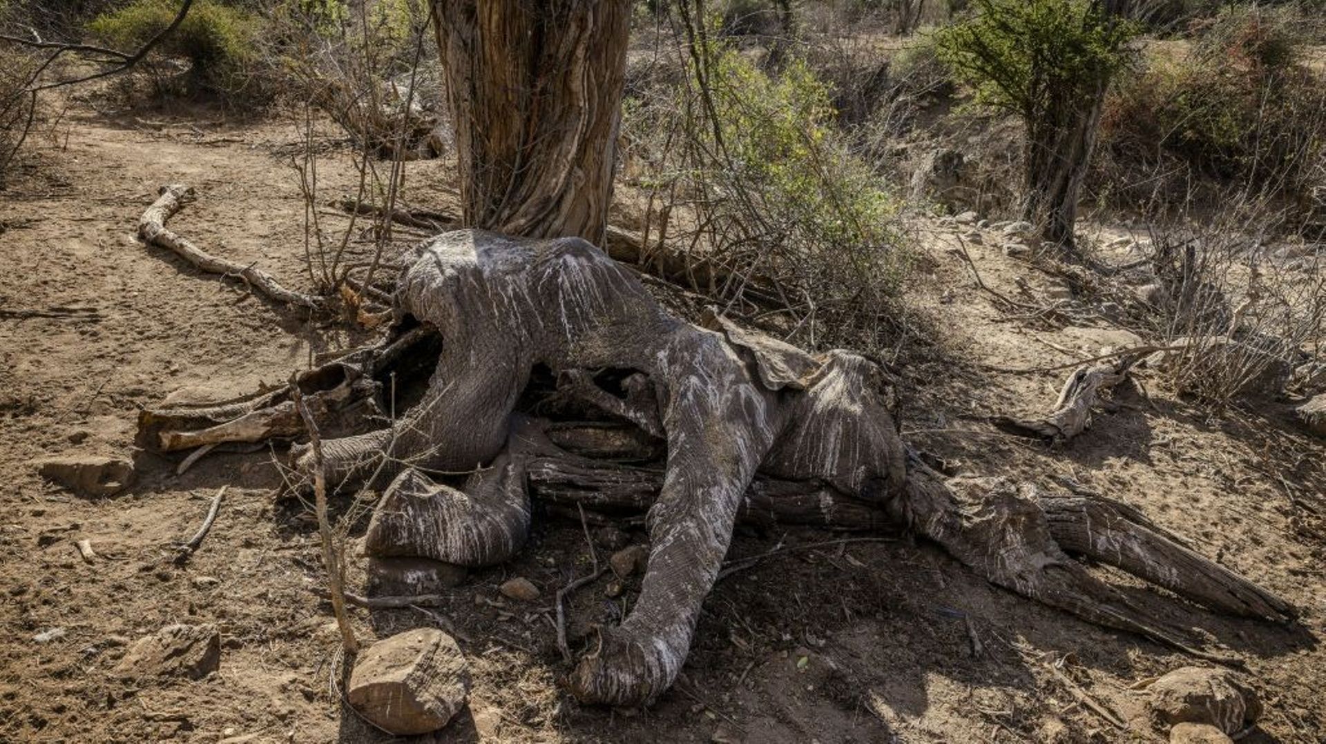 La carcasse d’un éléphant adulte mort pendant la sécheresse dans la réserve de Namunyak à Samburu dans le centre du Kenya, le 12 octobre 2022