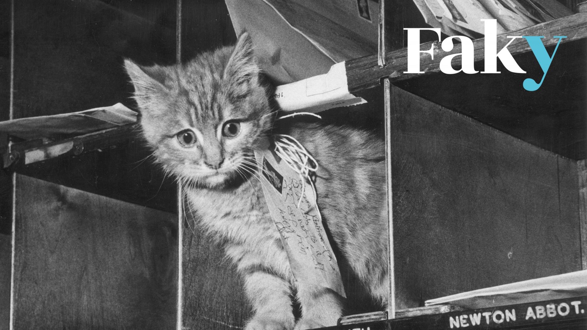 En 1950, un chat errant dans la région de Lynton et Lynmouth, située dans le sud-ouest de l’Angleterre.