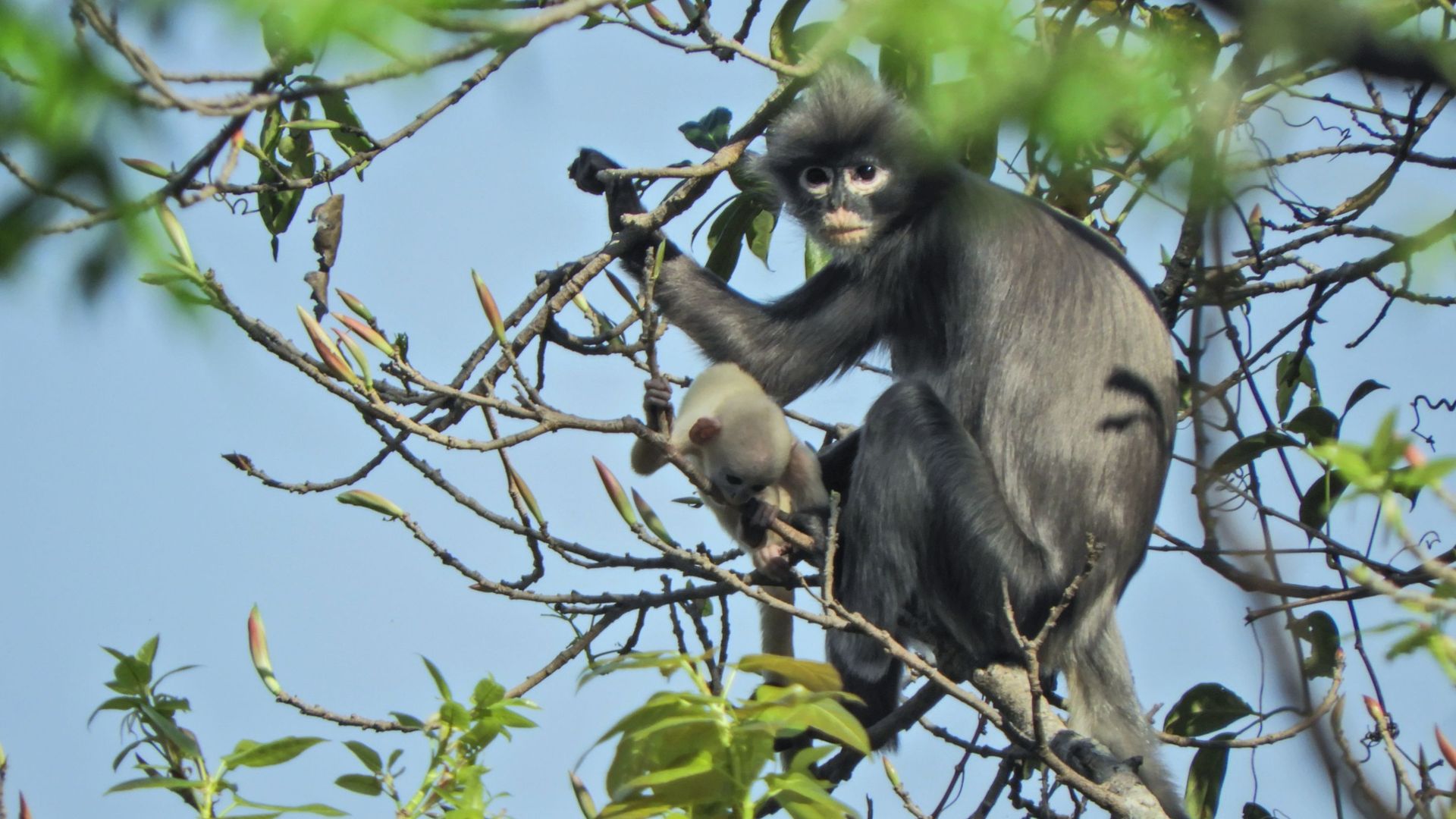 Popa Langur : un singe à peine découvert et déjà en danger avec 260 individus restants
