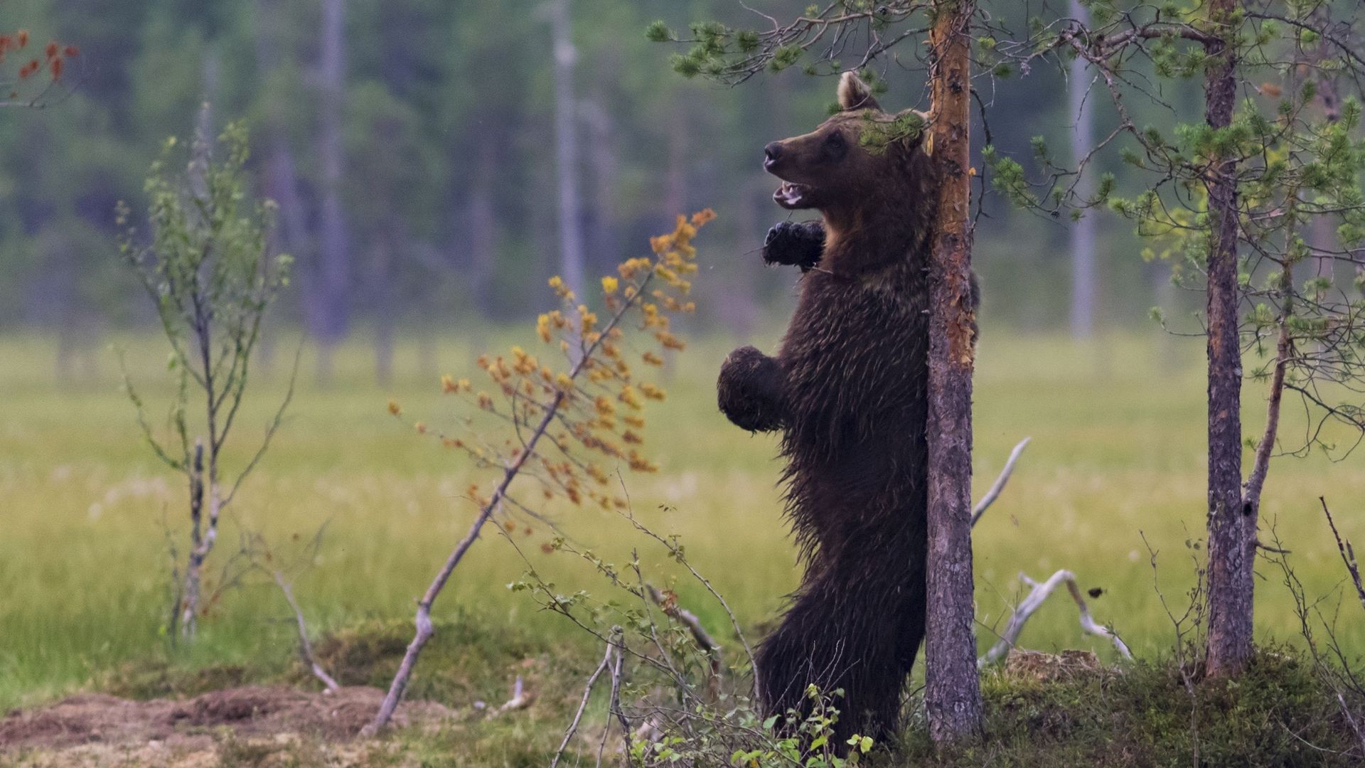 Pourquoi les ours se frottent-ils aux arbres ?