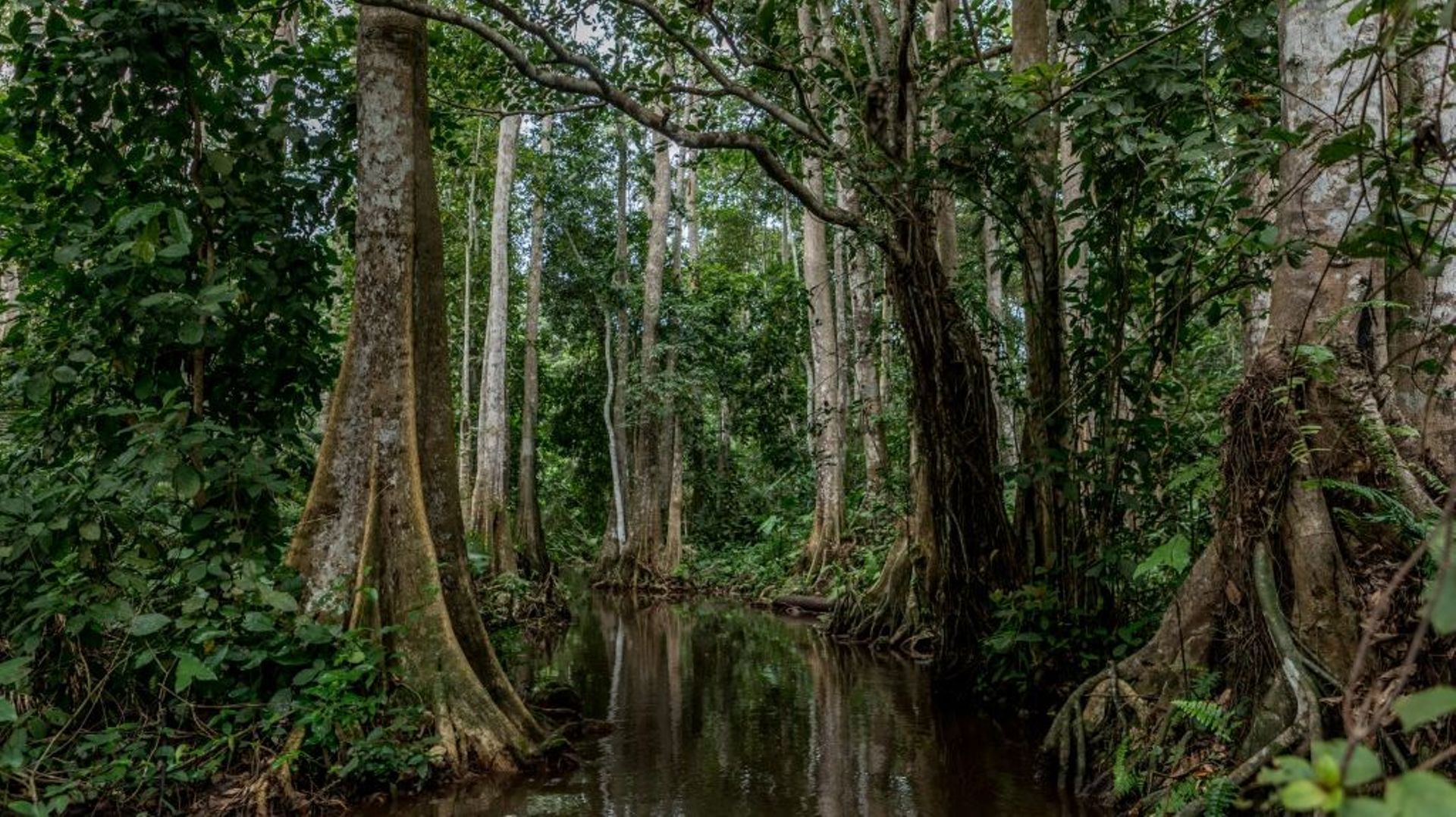 La forêt de Hlanzoun, dans le sud du Bénin, le 9 juillet 2021