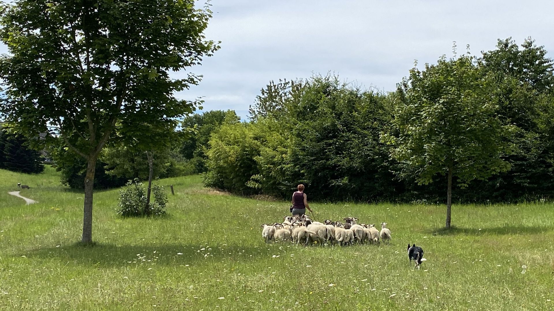 Les moutons sont surveillés par la bergère, Marie-France, et sa chienne Fifa