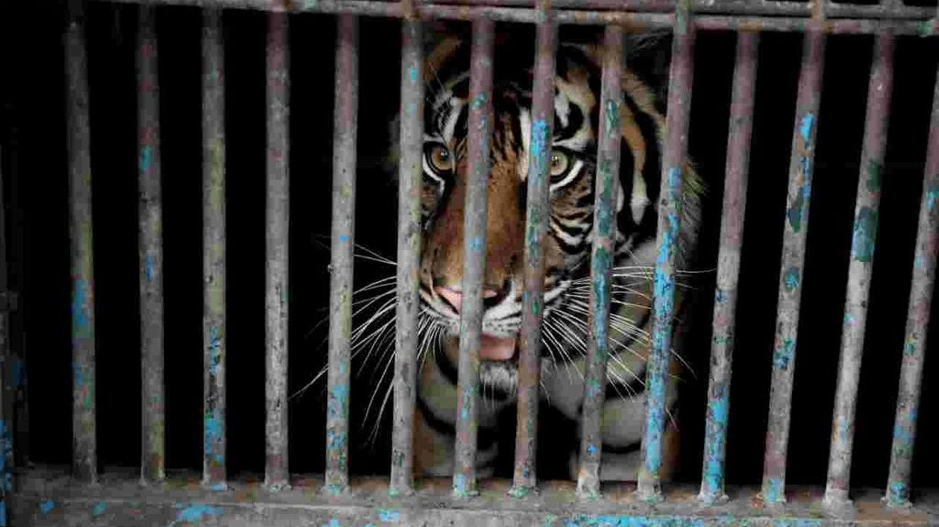 Un tigre testé positif au zoo de Ragunan, à Jakarta, le 1er août 2021. Photo prise par le gouvernement de Jakarta