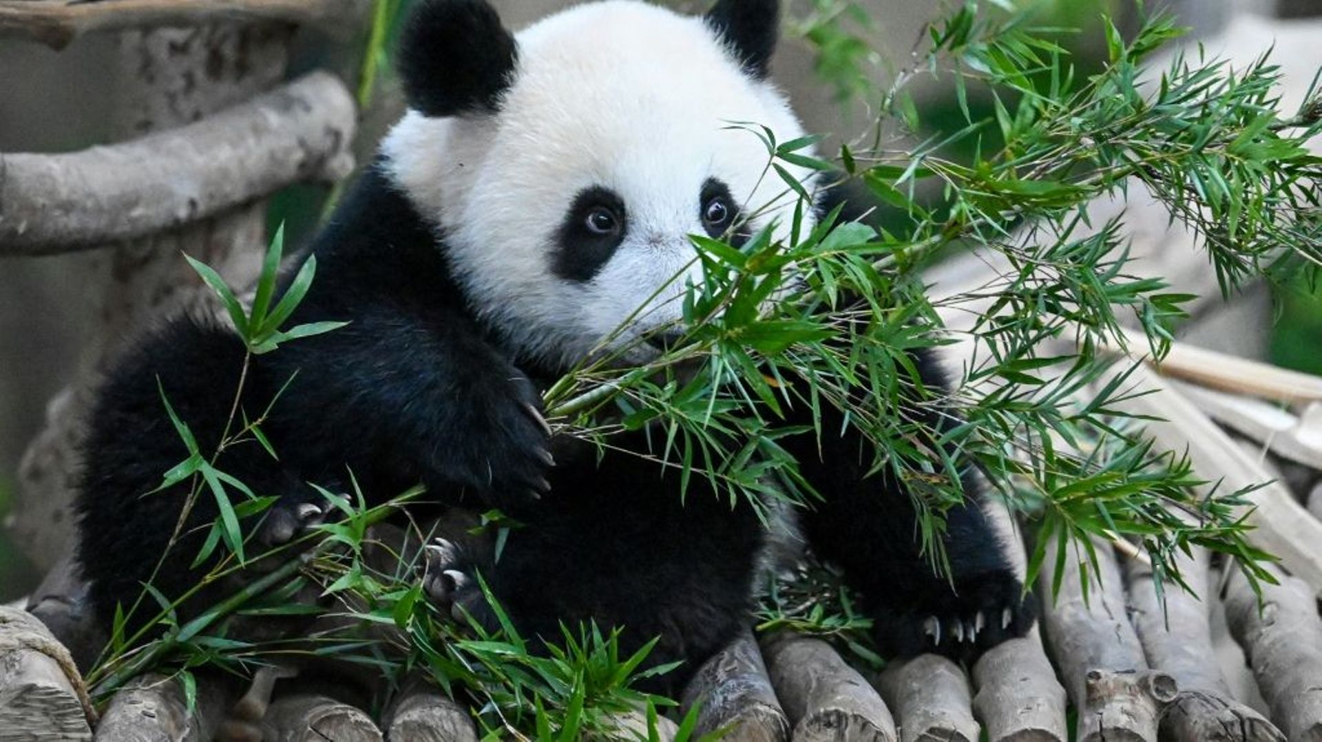 Sheng Yi, une femelle panda, se nourrit de feuilles de bambou au zoo national de Kuala Lumpur, le 25 mai 2022