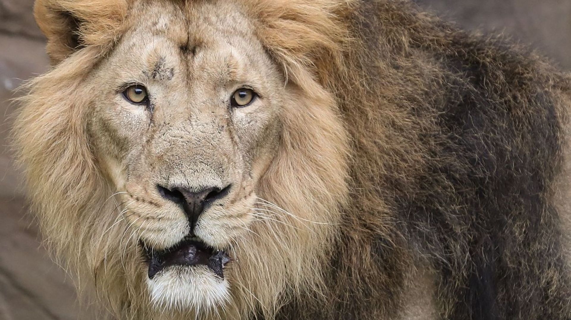 Coronavirus : quatre lions du zoo de Barcelone testés positifs au Covid-19
