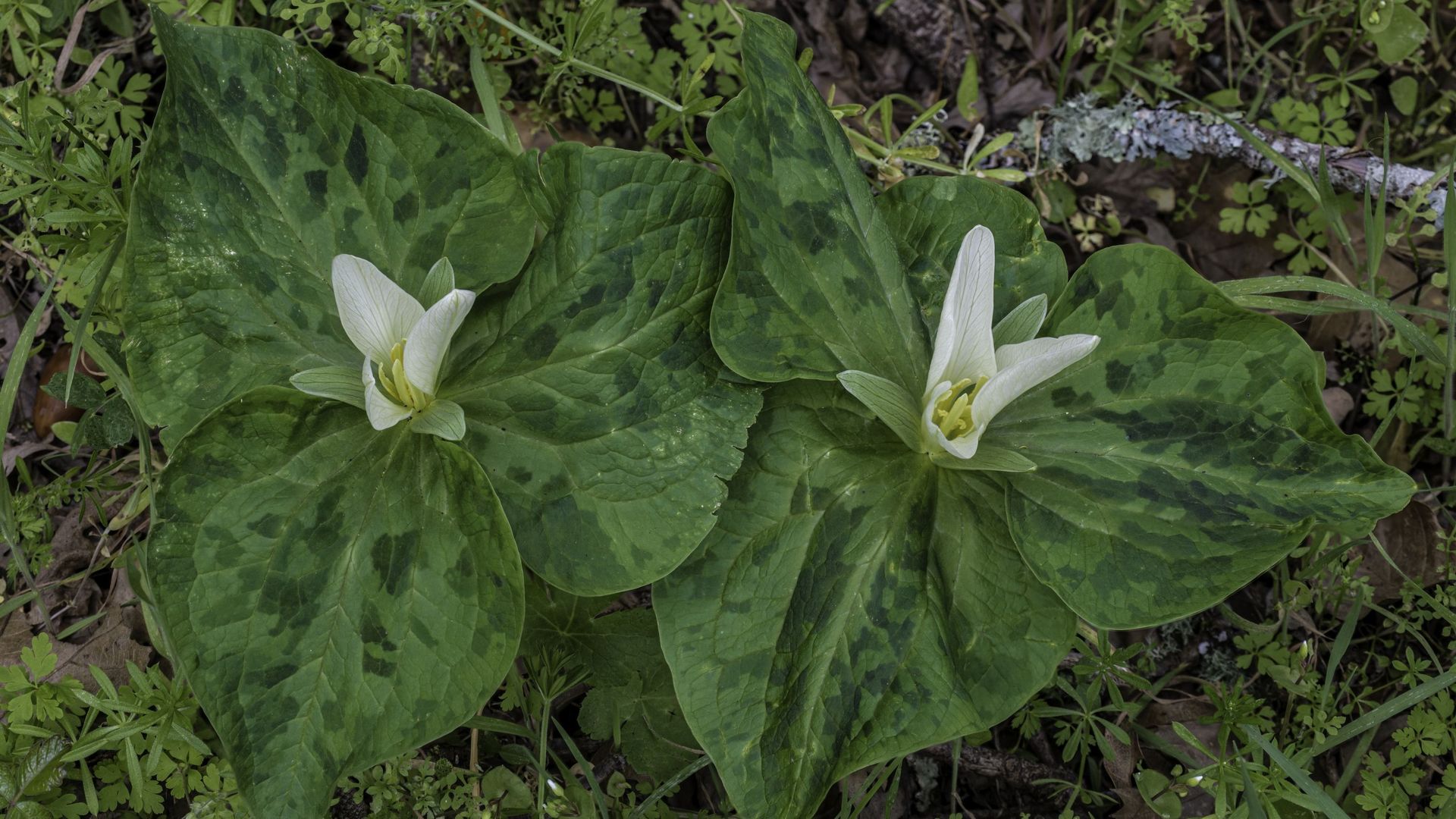 Une belle jupe du Trillium albidum qui offre un beau spectacle dans les parterres en mars et avril