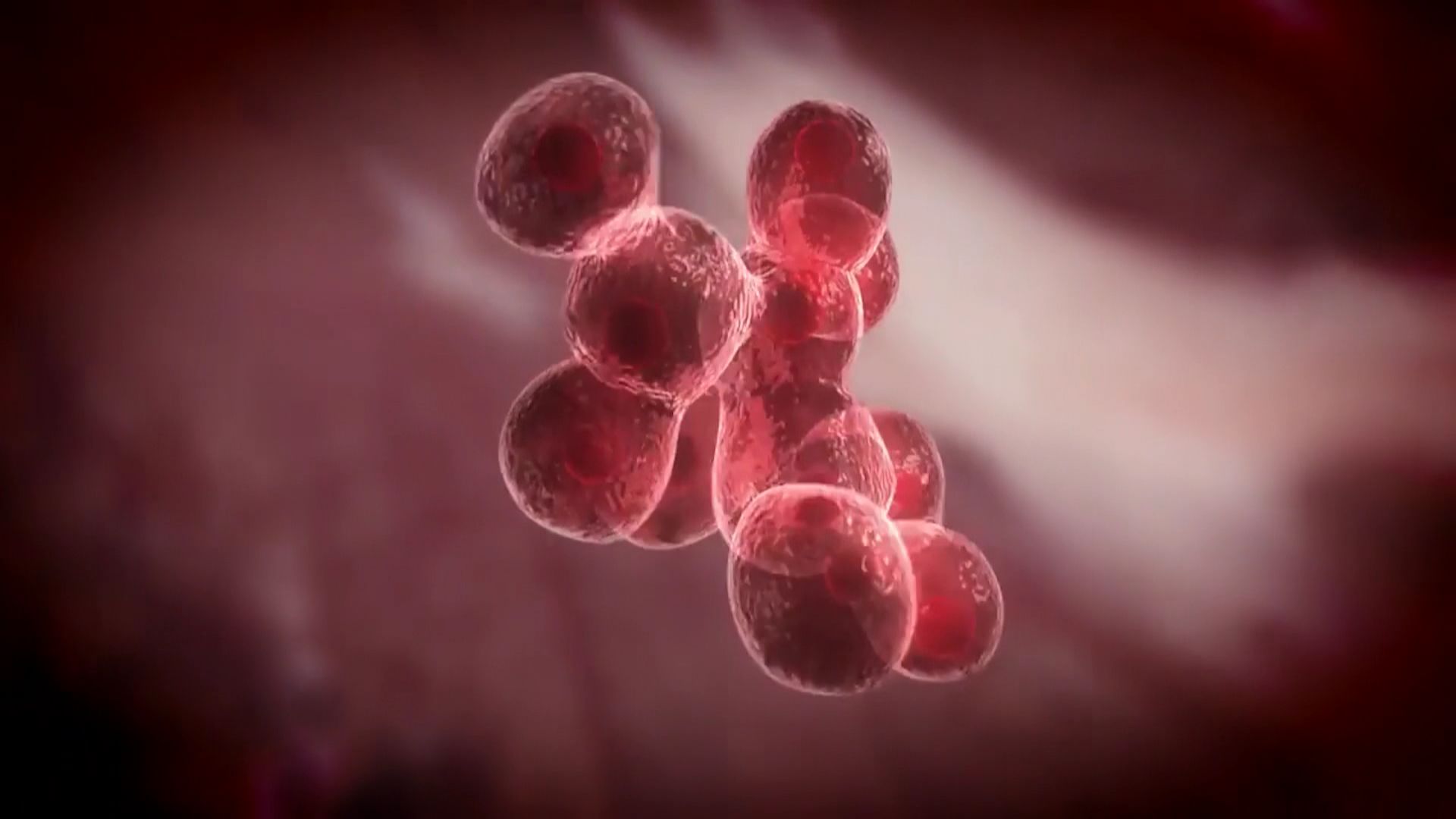 Troisième étape : nourrir les cellules pour qu’elles grandissent et se multiplient. (image d’illustration)