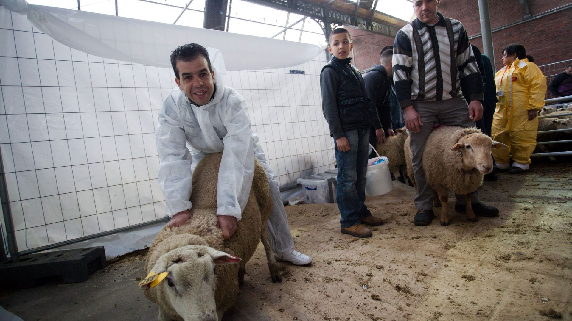 La Justice européenne conforte l'interdiction d'abattage d'animaux sans étourdissement