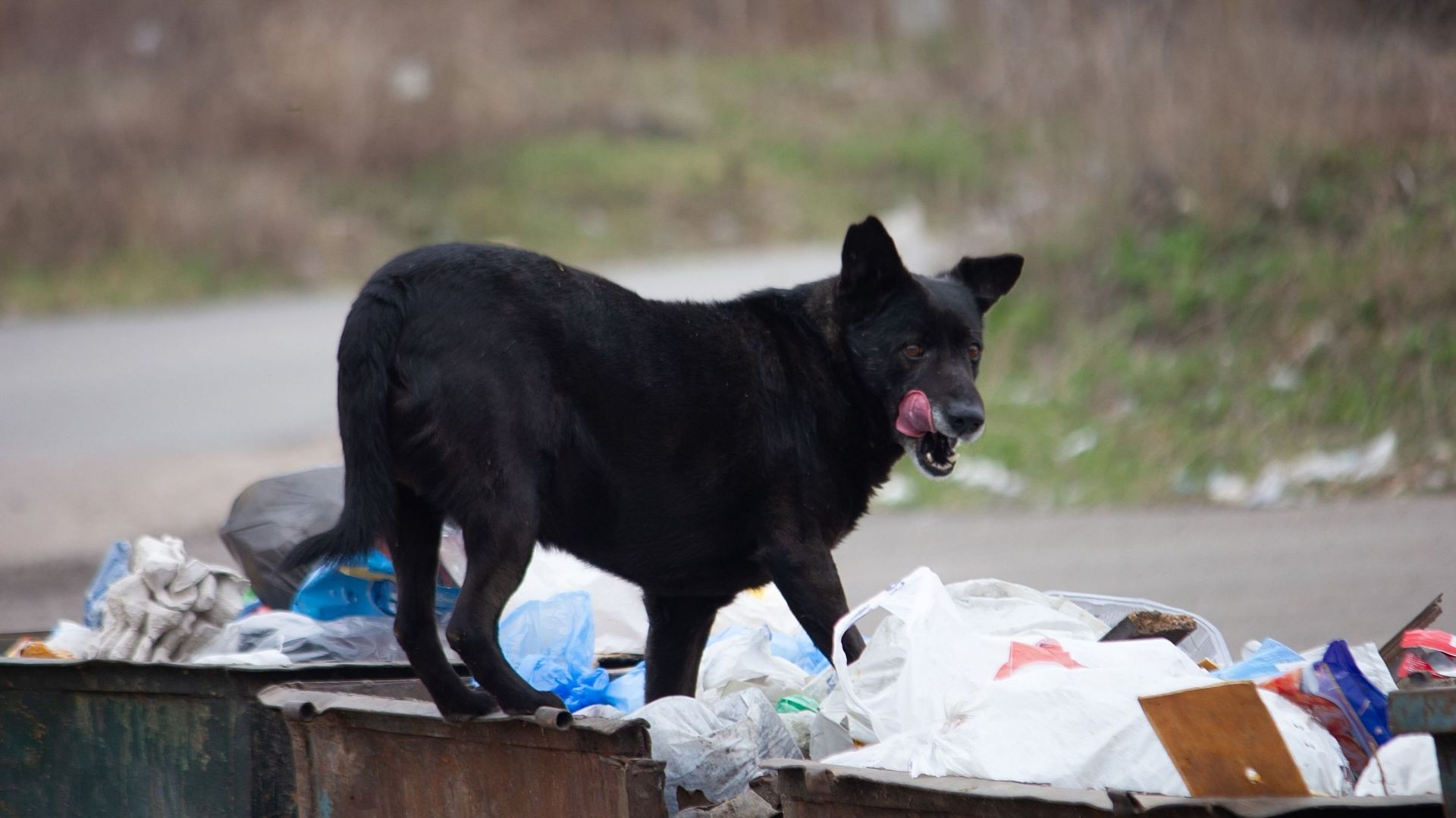 dog near dumpster in garbage