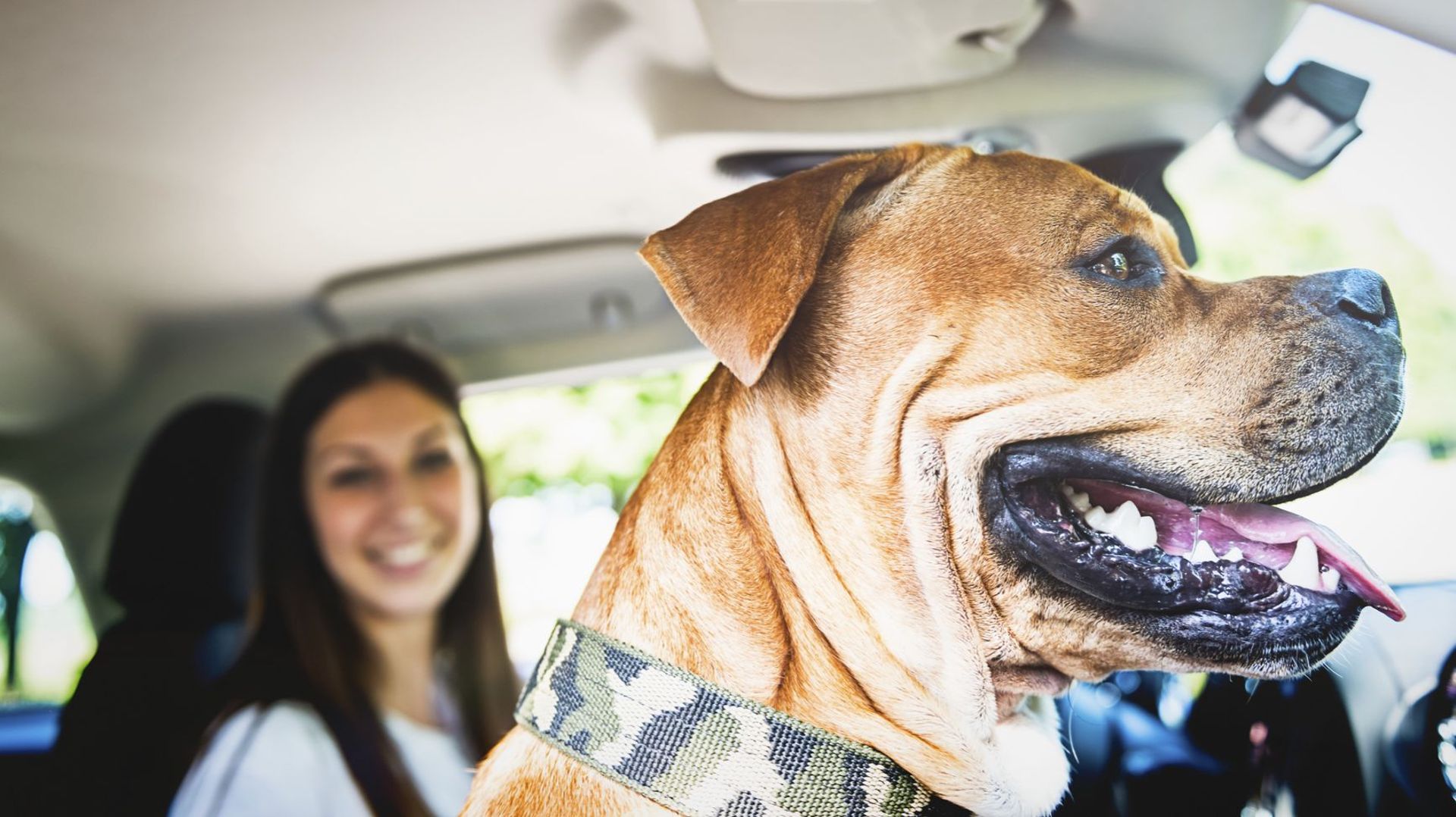 Chien qui sort la tête par la fenêtre de la voiture = Danger