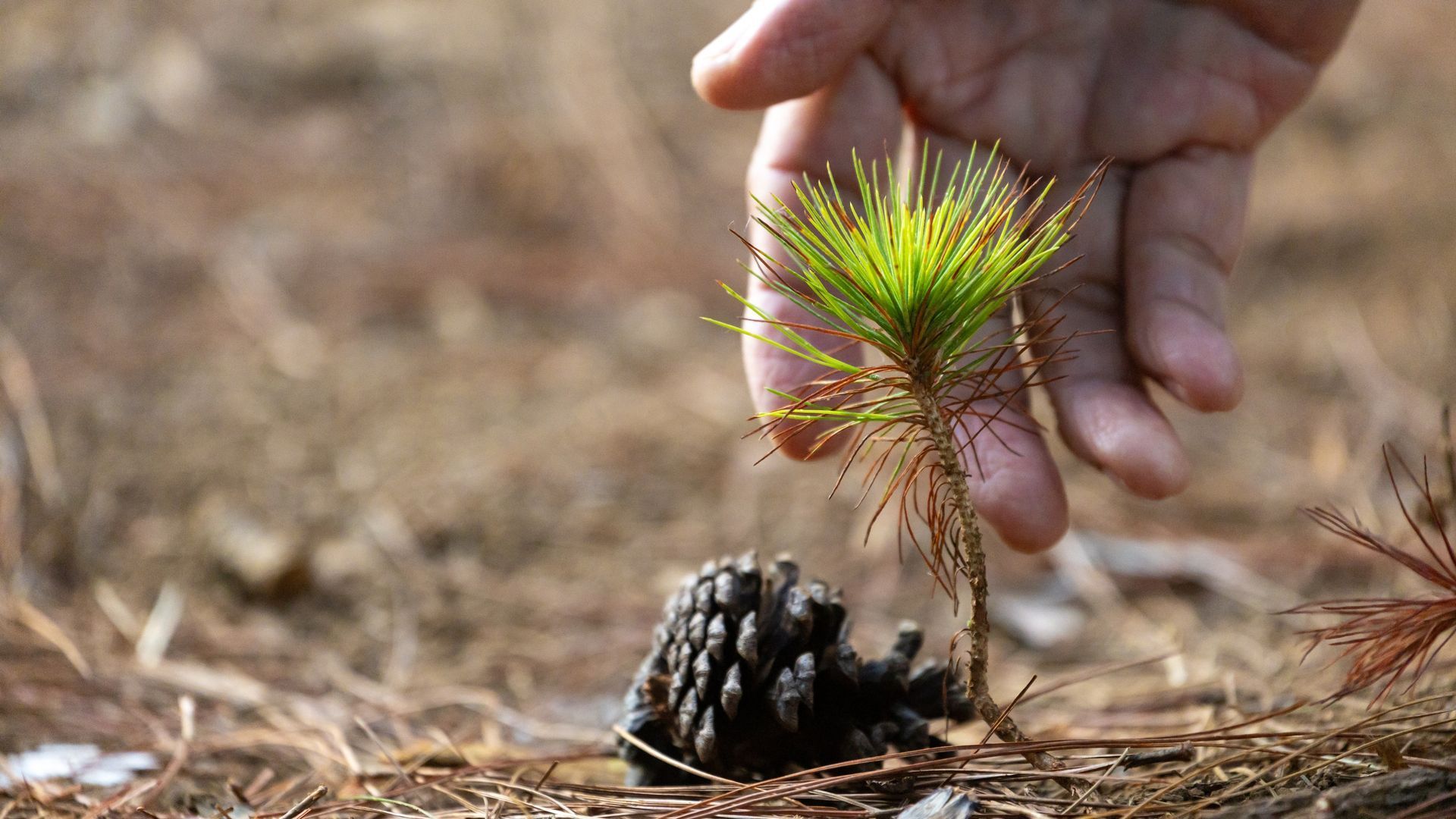 Restauration de la nature : et si planter des arbres n’était pas toujours la solution ?