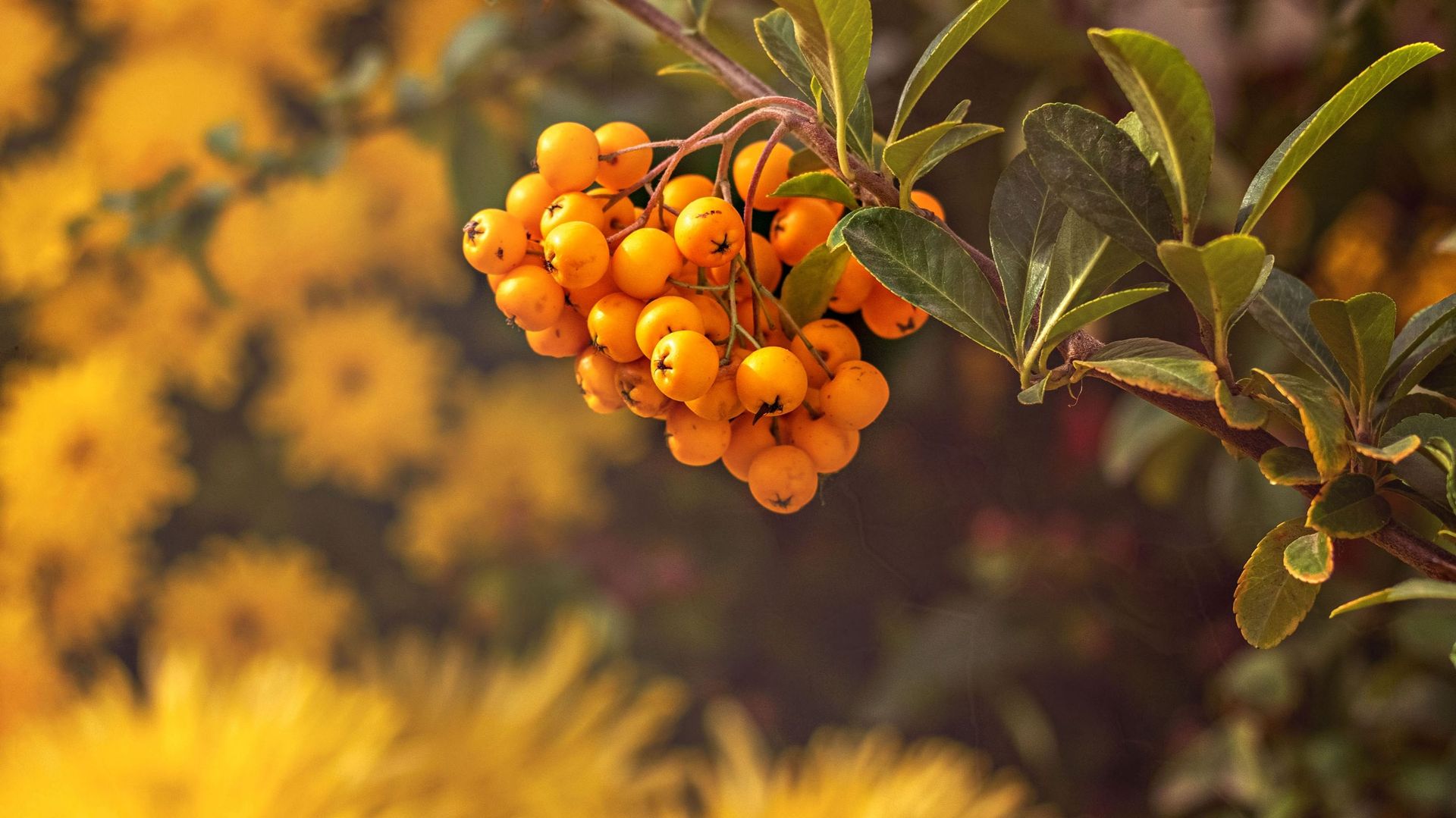 L'automne au jardin : pensons aussi aux couleurs des baies !