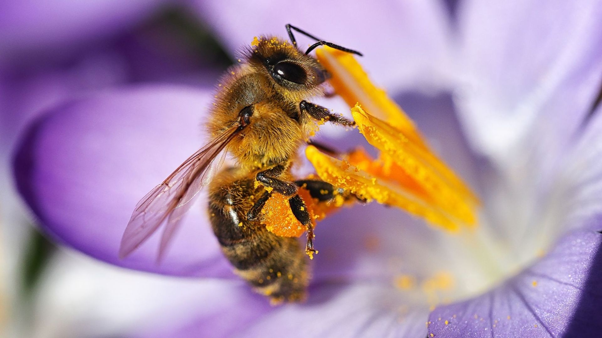Les bienfaits des produits de la ruche : le pollen pour la vitalité