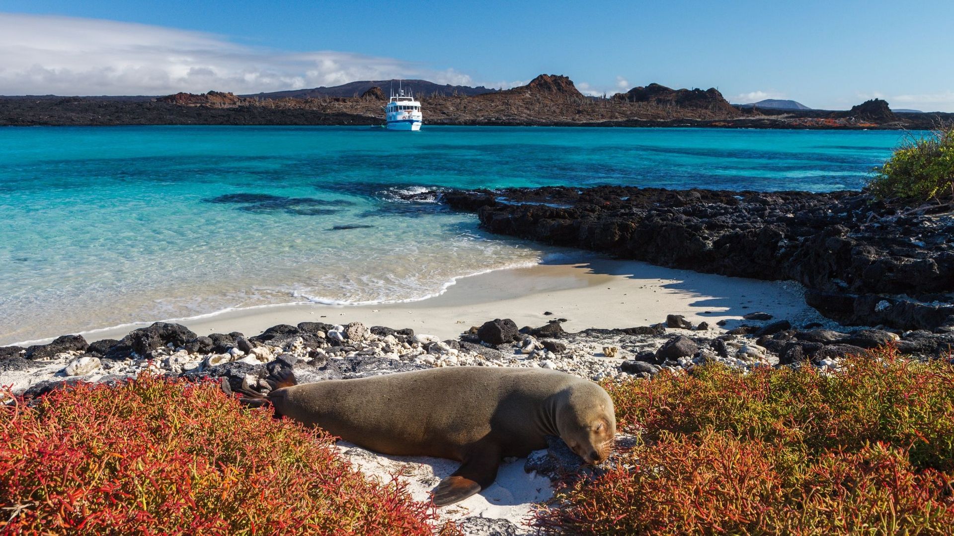 Les Galapagos rouvrent des sites et la réserve marine, fermés par la pandémie.