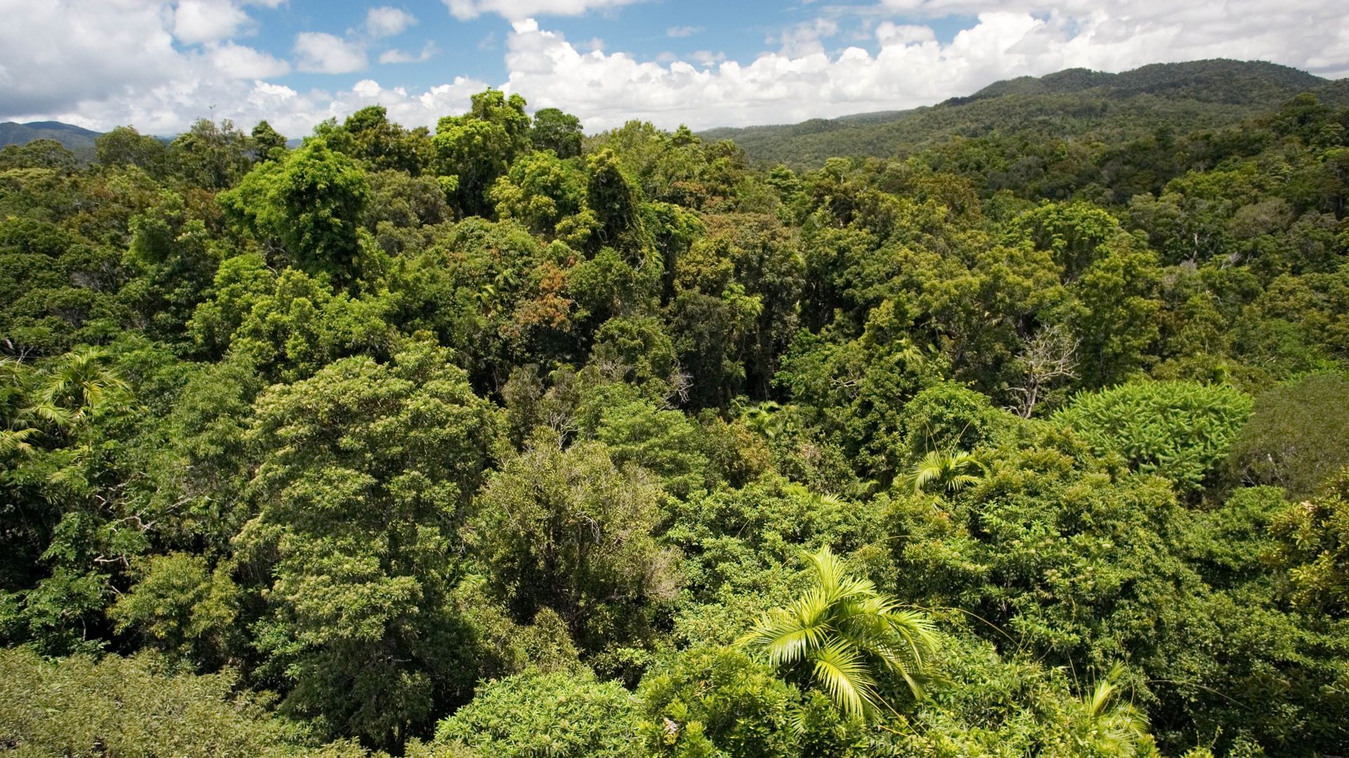 Climat : les forêts tropicales d'Australie ne sont plus un puits de carbone, selon une étude