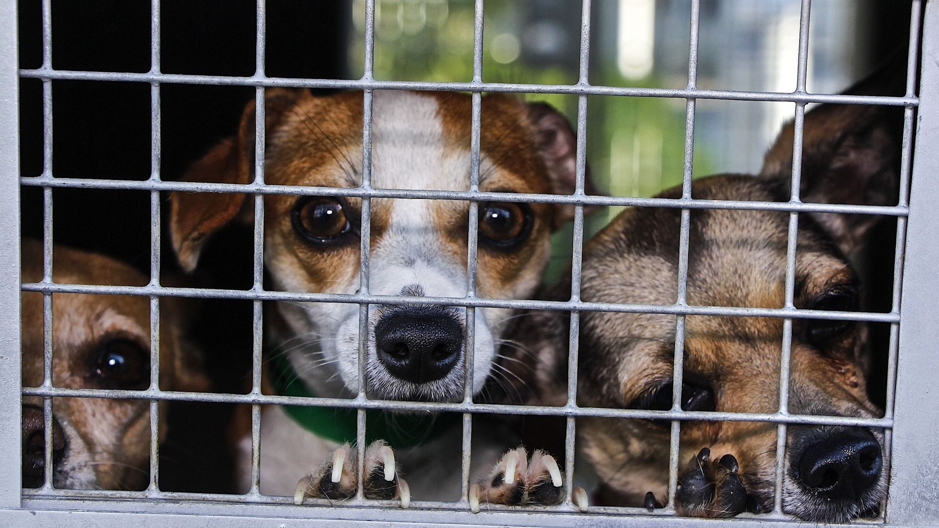 Close-Up Of Dogs In Cage