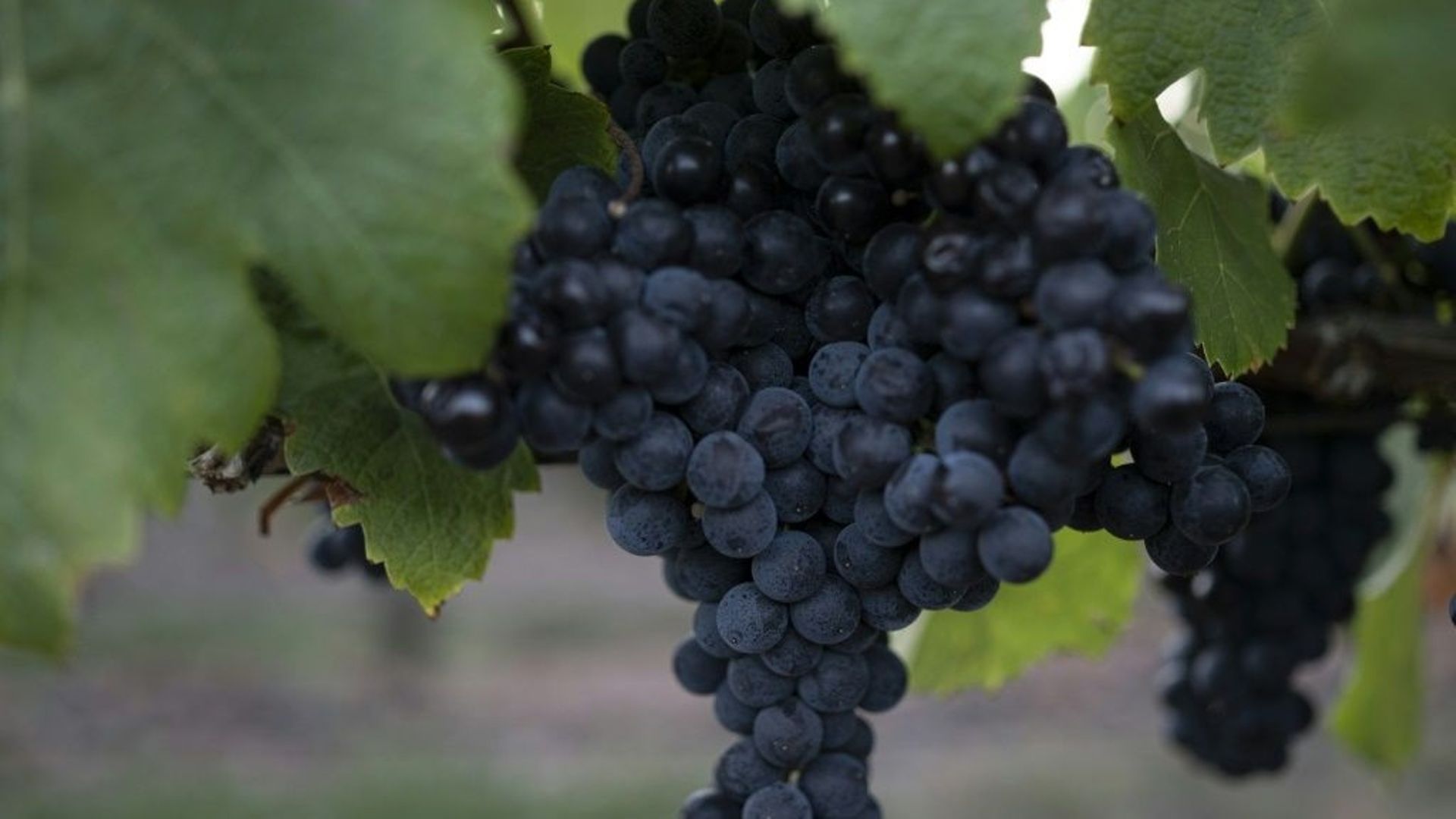 Qu'est-ce que le Tannat, ce cépage qui a placé l'Uruguay sur la carte mondiale du vin ?