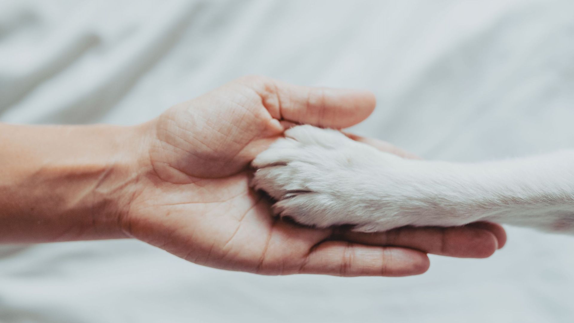 Close-Up Of Human Hand Holding Paw