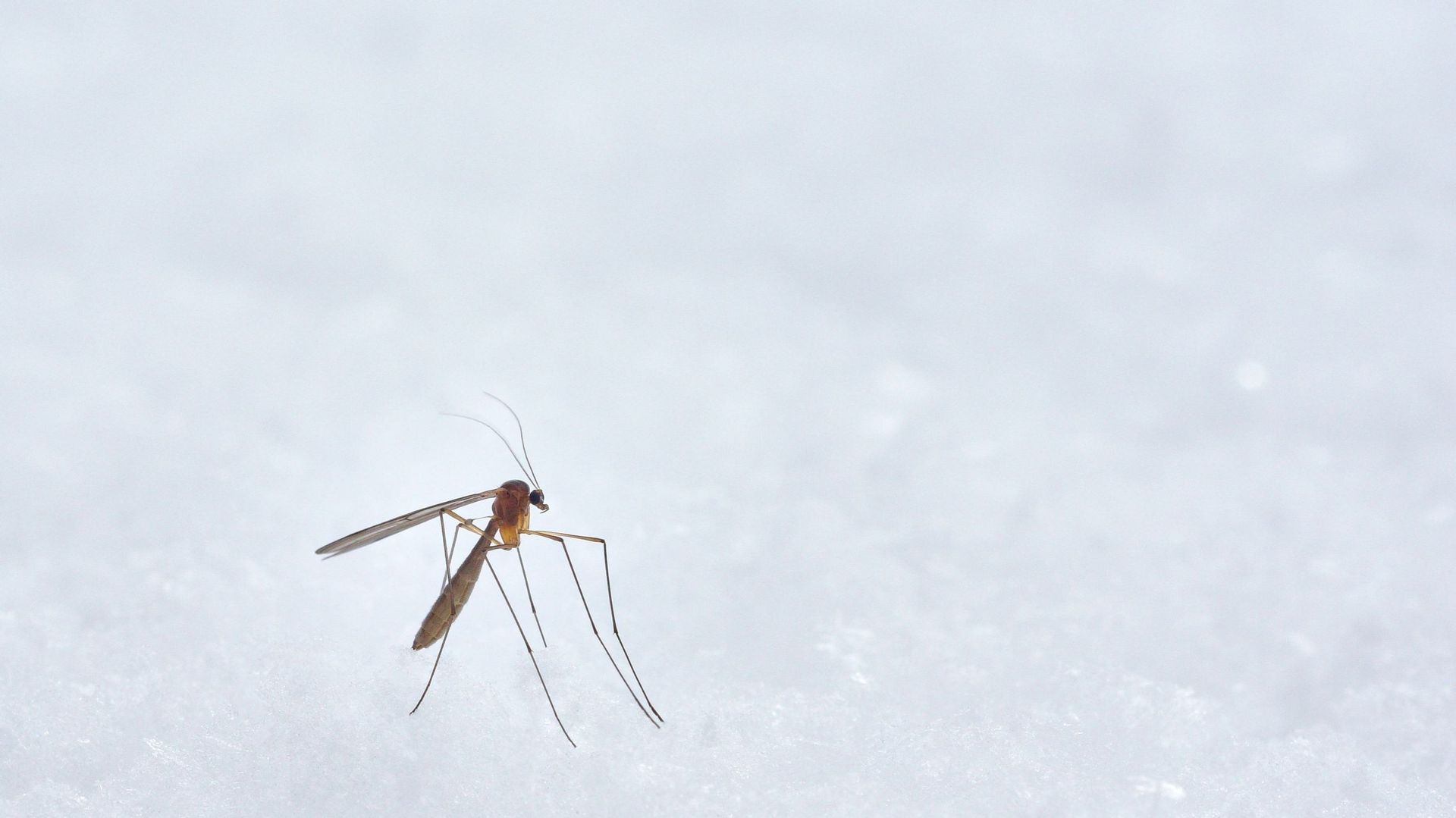 La minute insolite : les moustiques n’aiment pas la musique électro