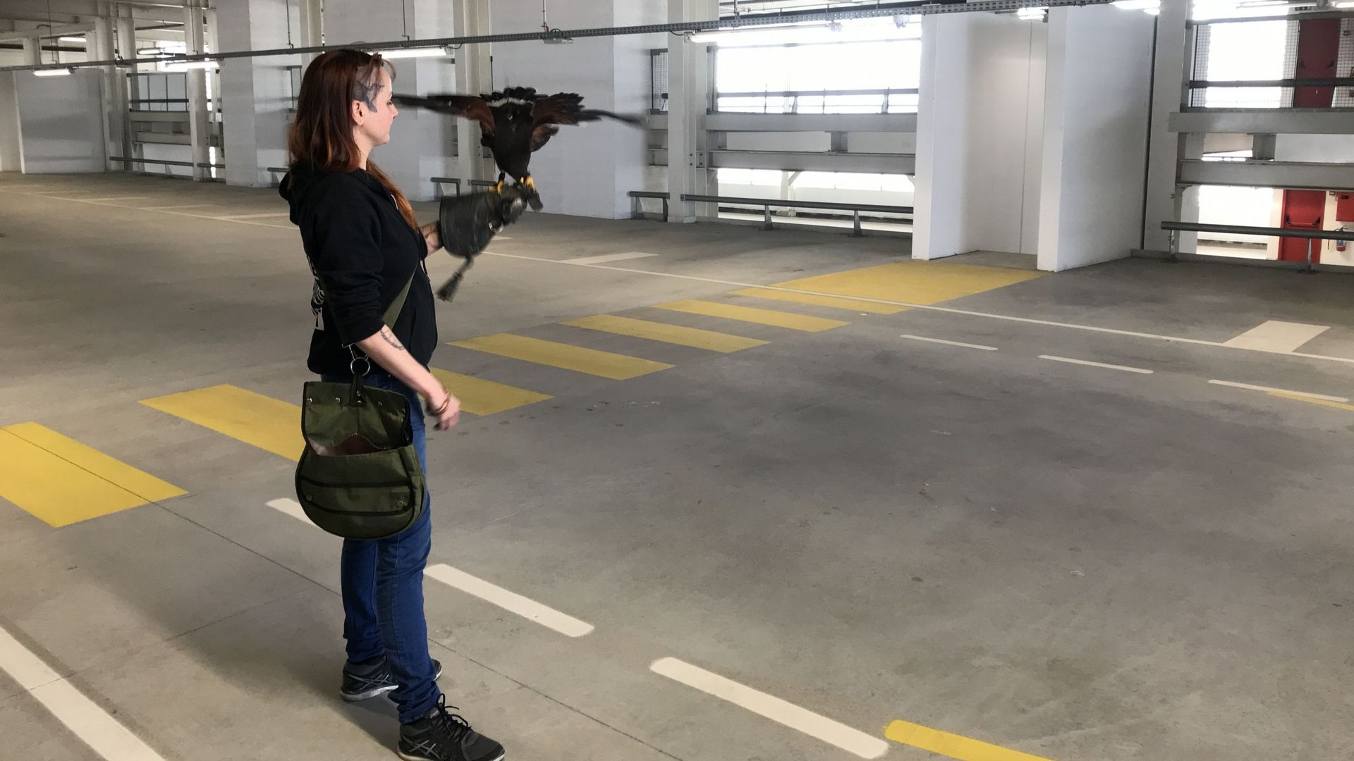 L'effarouchement avec des rapaces pour lutter contre la prolifération — free download