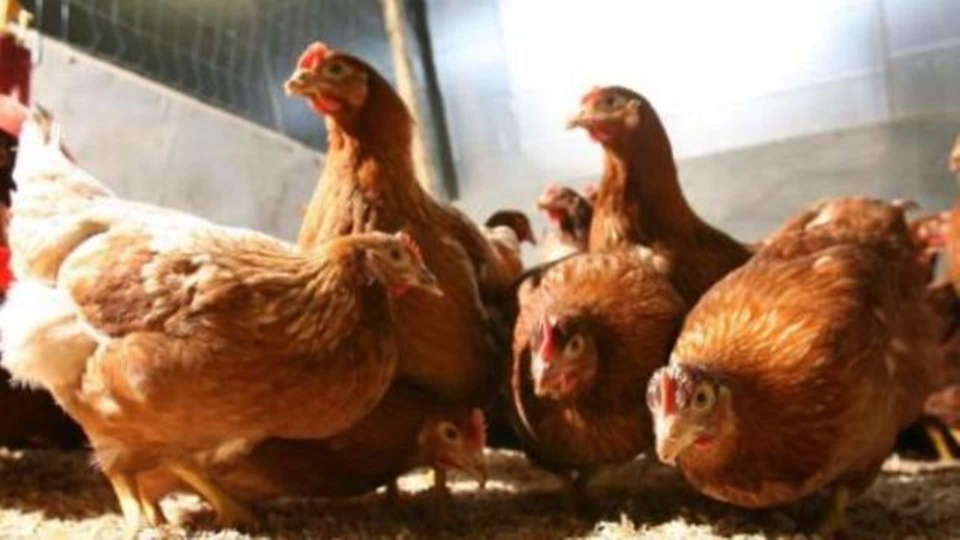 Antibiotiques dans la viande - Le nombre de bactéries productrices d'ESBL est en baisse dans la volaille