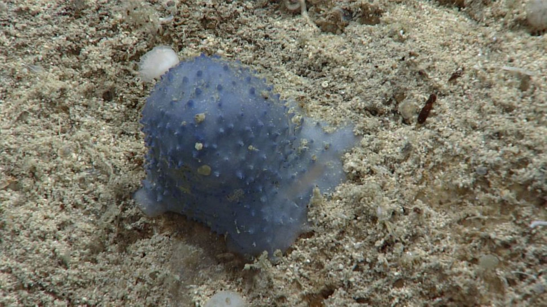 Gli scienziati scoprono una misteriosa creatura marina: blu, morbida, immobile
