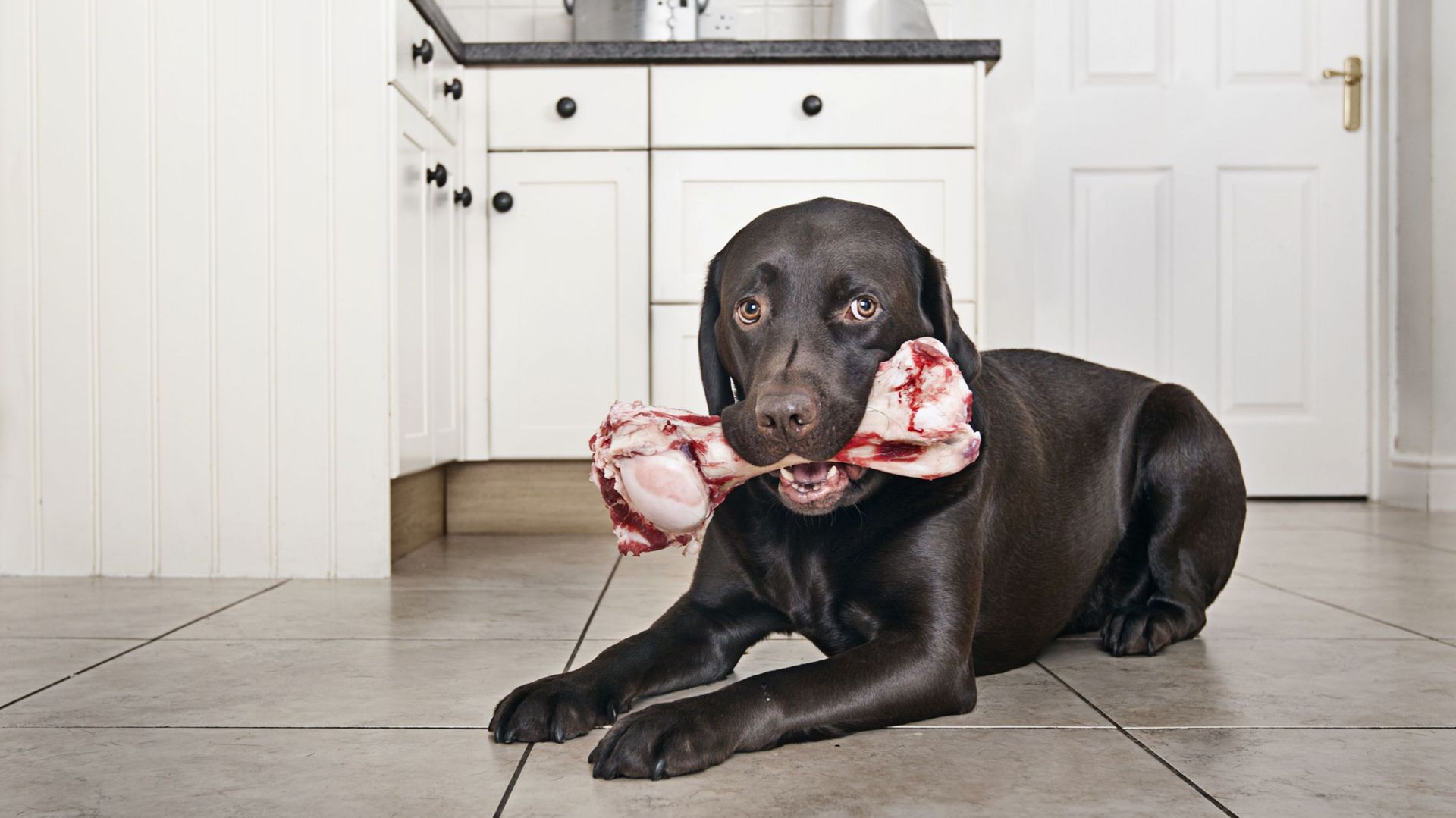 Dare un osso al tuo cane: quali sono i benefici per la sua salute?